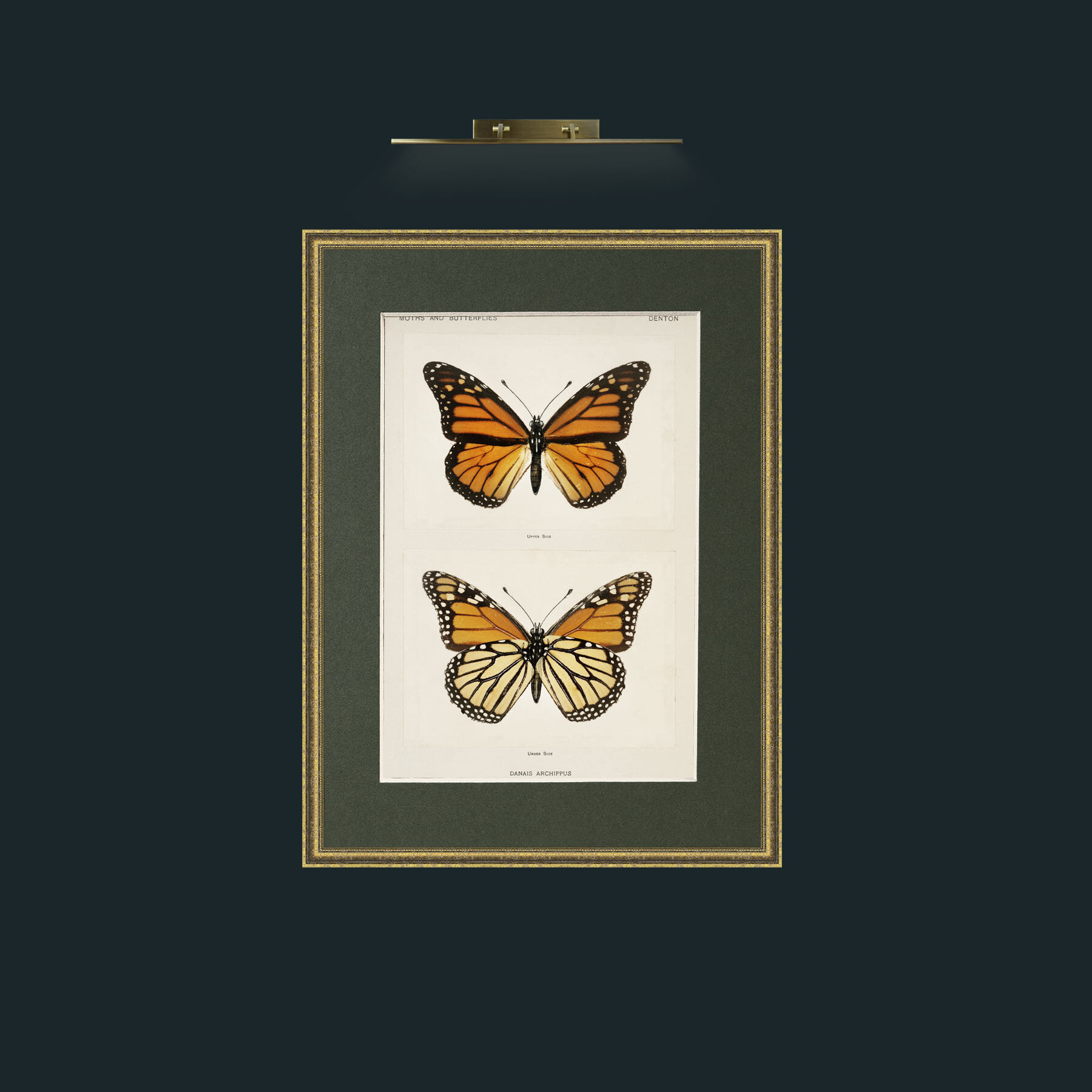 Art-Danais Archippus.jpg-Frame-1TexturedGilt-Mount-2Green.jpg