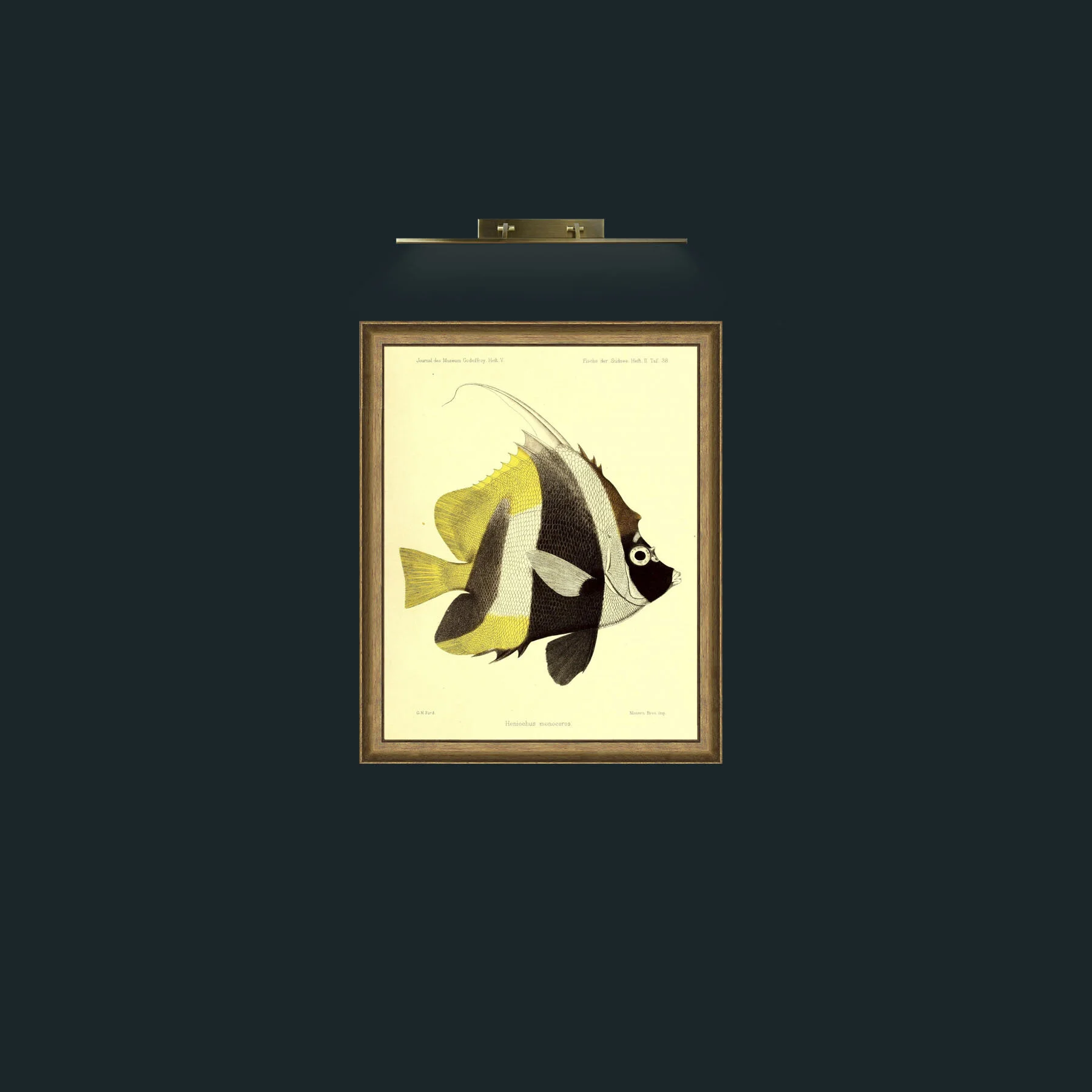Art-Heniochus MonocerosFrame-9RedGreenGilt-Art-Heniochus Monoceros.jpg