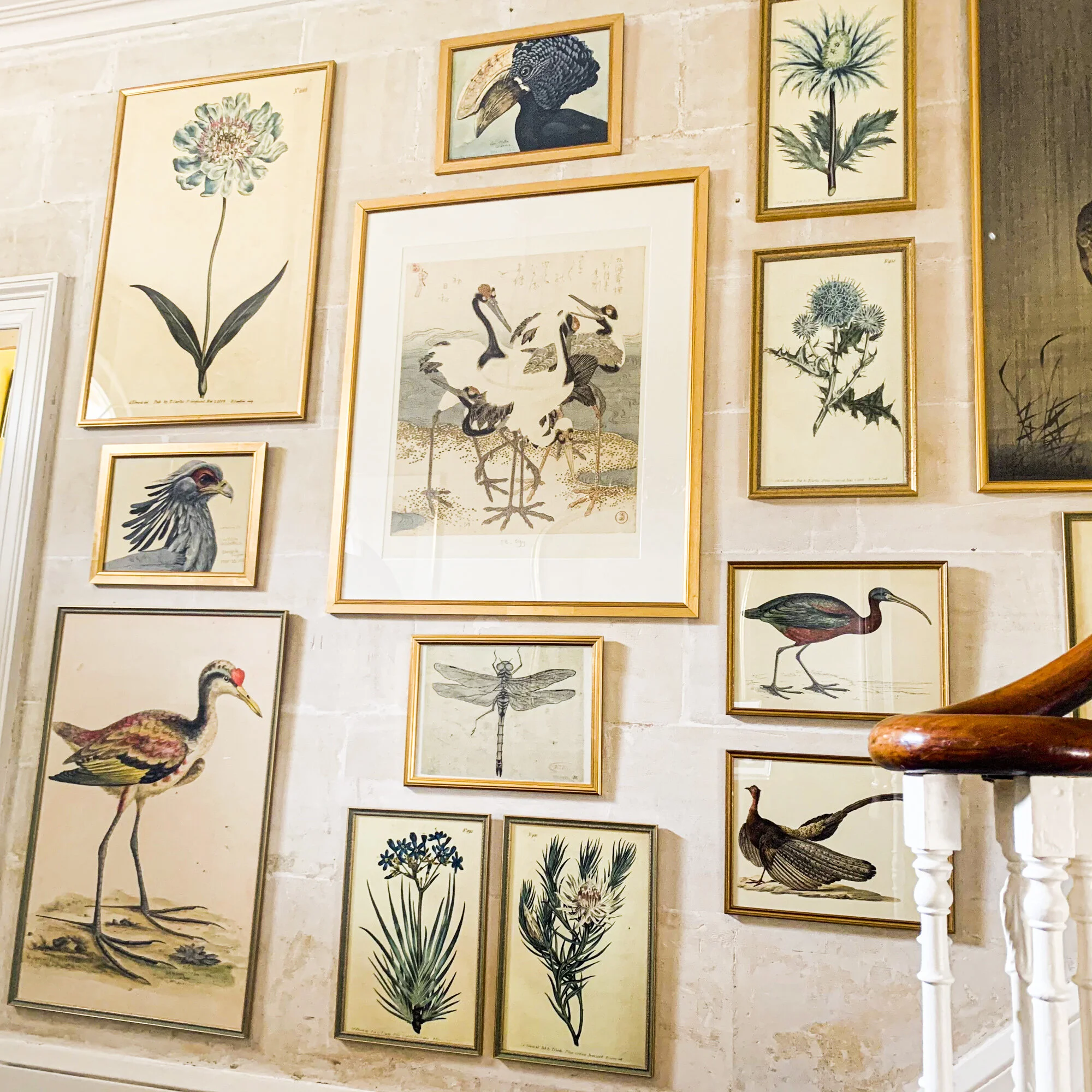  A gallery wall from our Animalia and Botanical collections. 