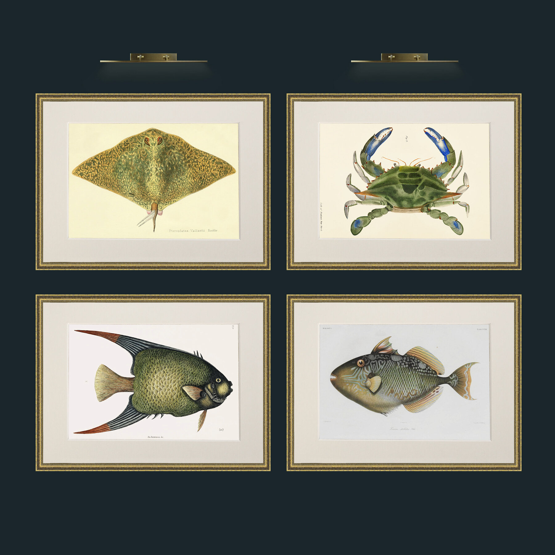 Aquatic set 1.jpg