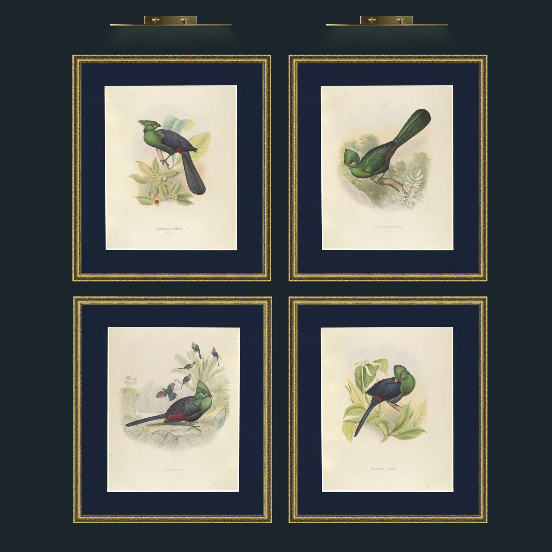 Set of Four Musophaga's.jpg