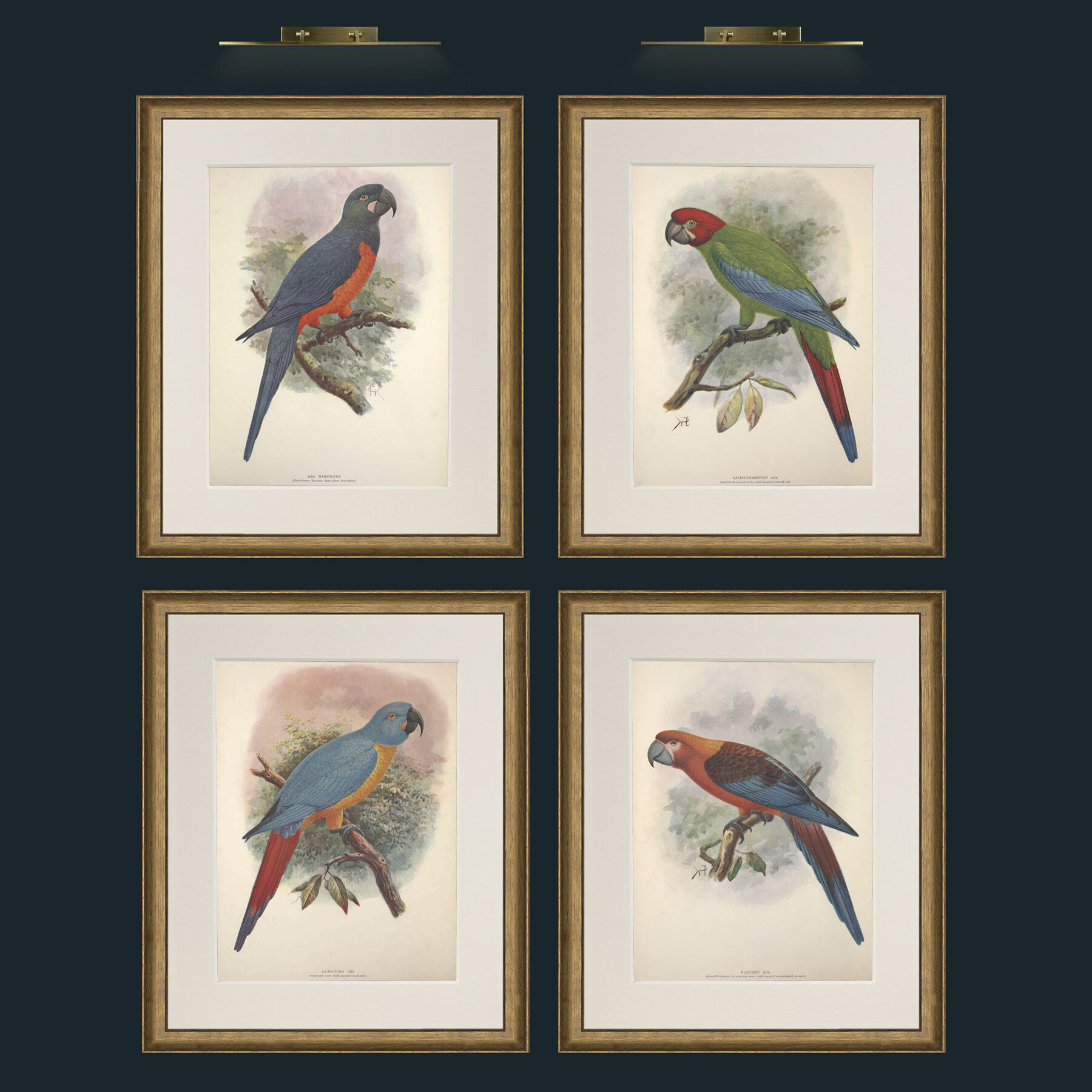 Set of Four Parrots 2.jpg