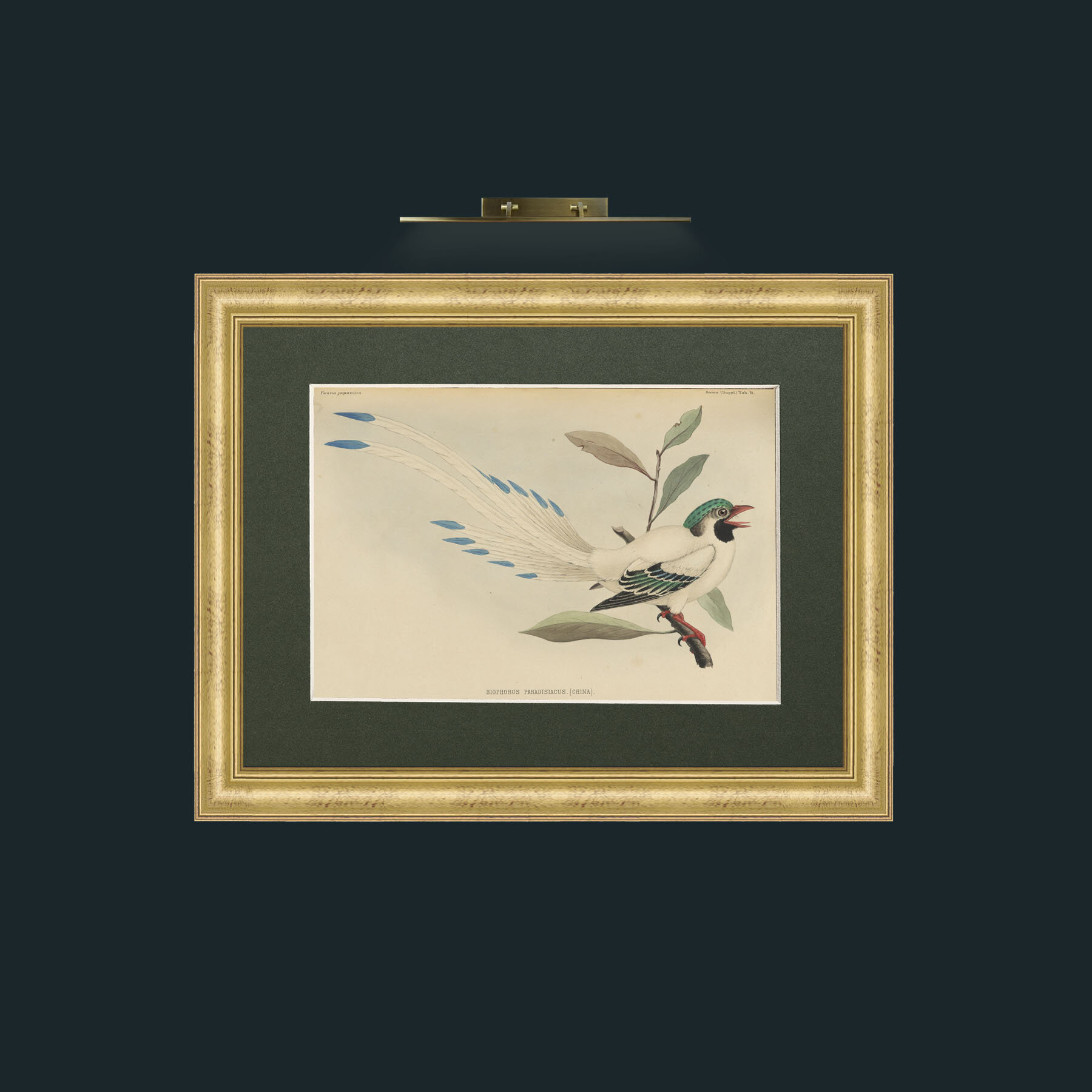 Art-Aviumindividual001.jpg-Frame-9WideGilt-Mount-2Green.jpg