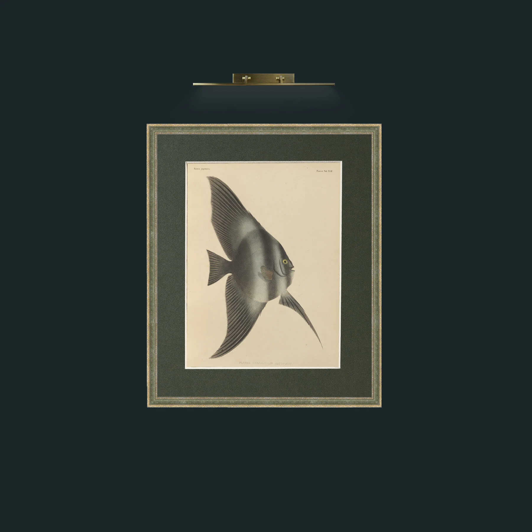 Art-Platax Vespertilia Japonicus.JPG-Frame-2GreenGilttextured-Mount-2Green.jpg