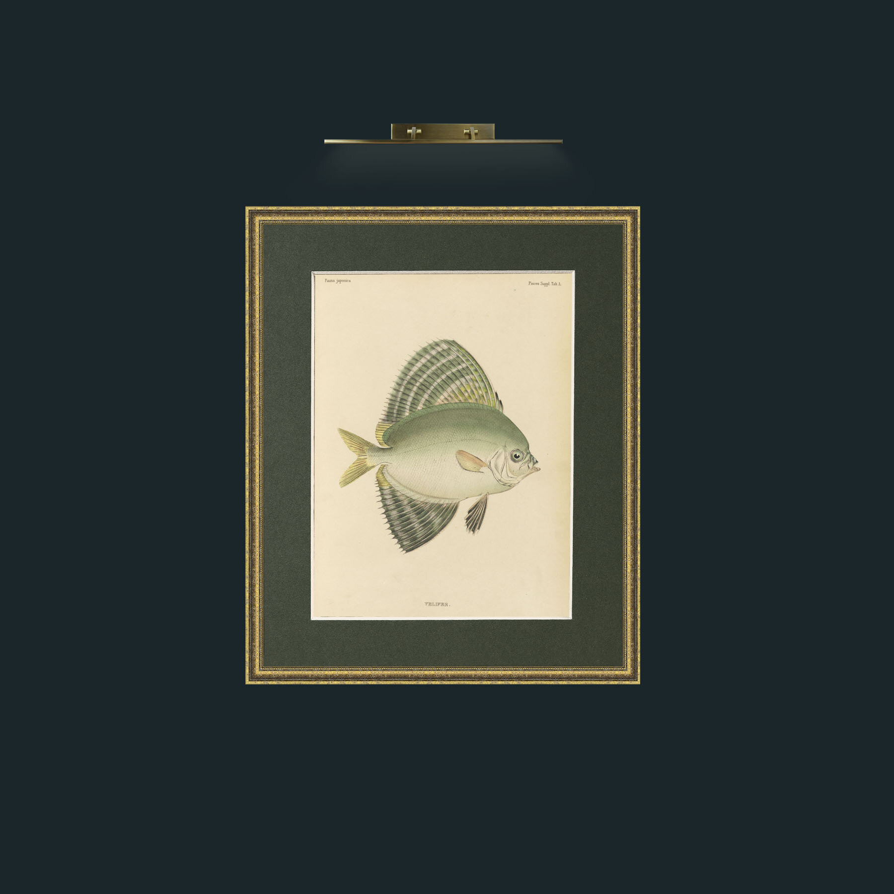 Art-Sailfin Velifer.JPG-Frame-1GiltTextured-Mount-2Green.jpg