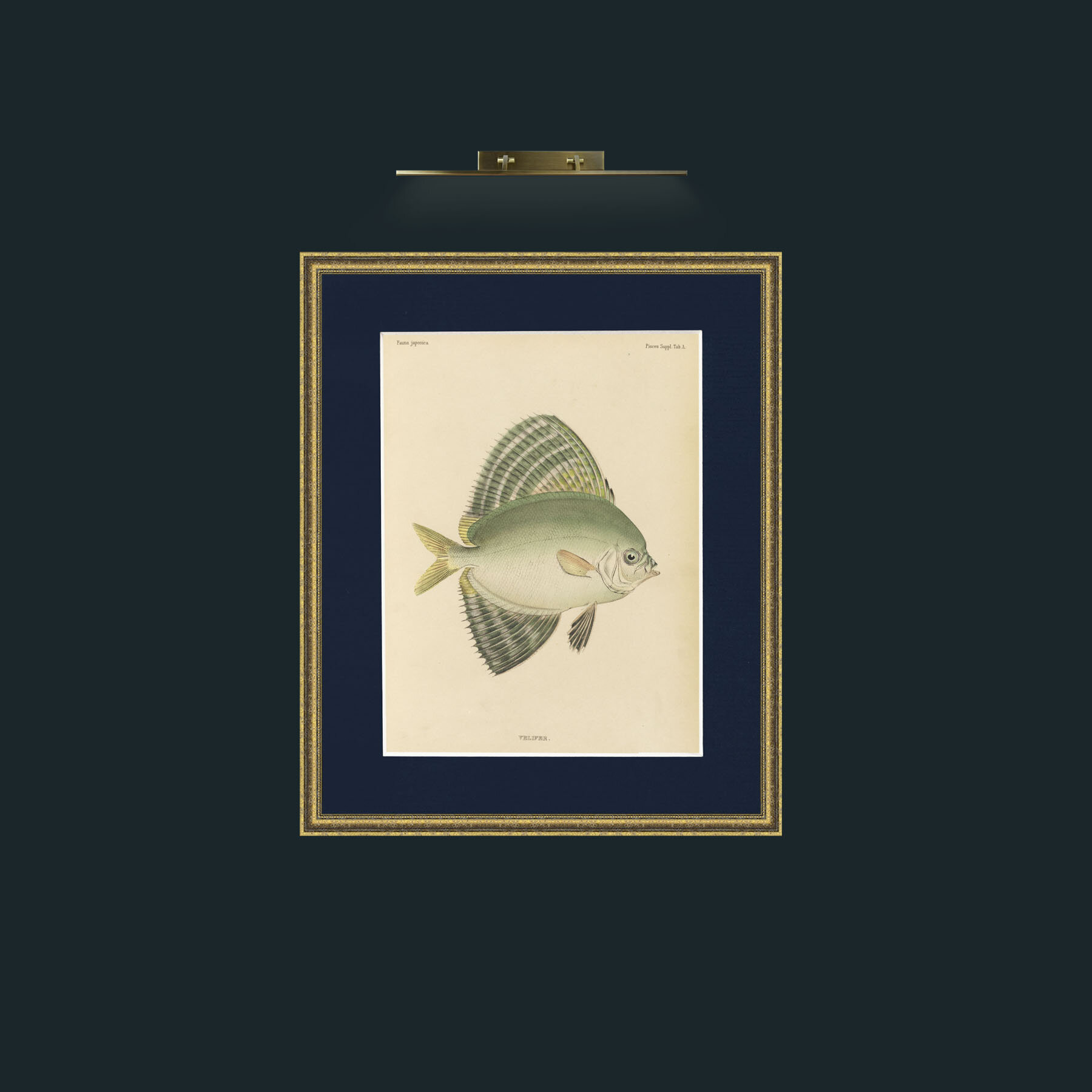 Art-Sailfin Velifer.JPG-Frame-1GiltTextured-Mount-3Blue.jpg