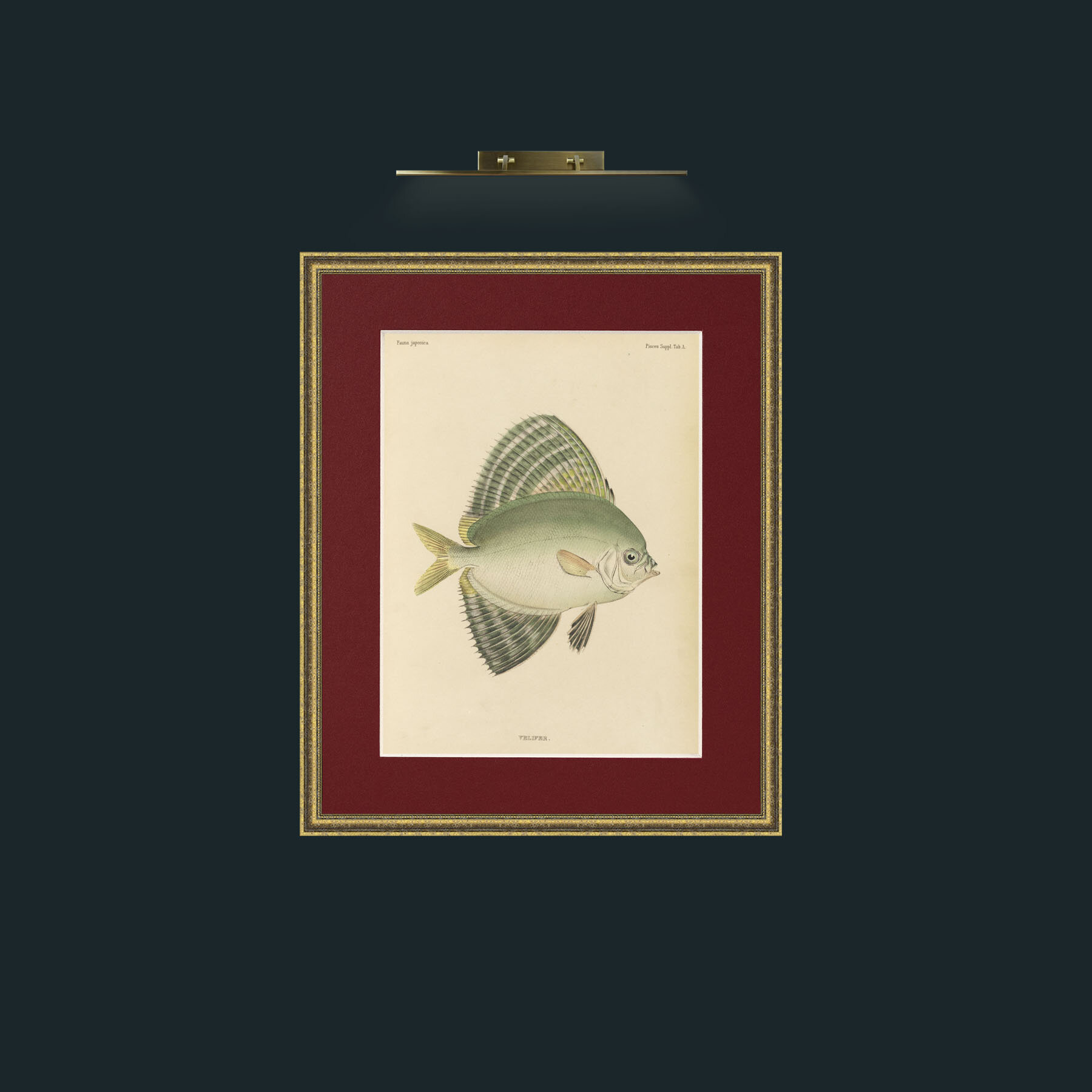 Art-Sailfin Velifer.JPG-Frame-1GiltTextured-Mount-4Red.jpg