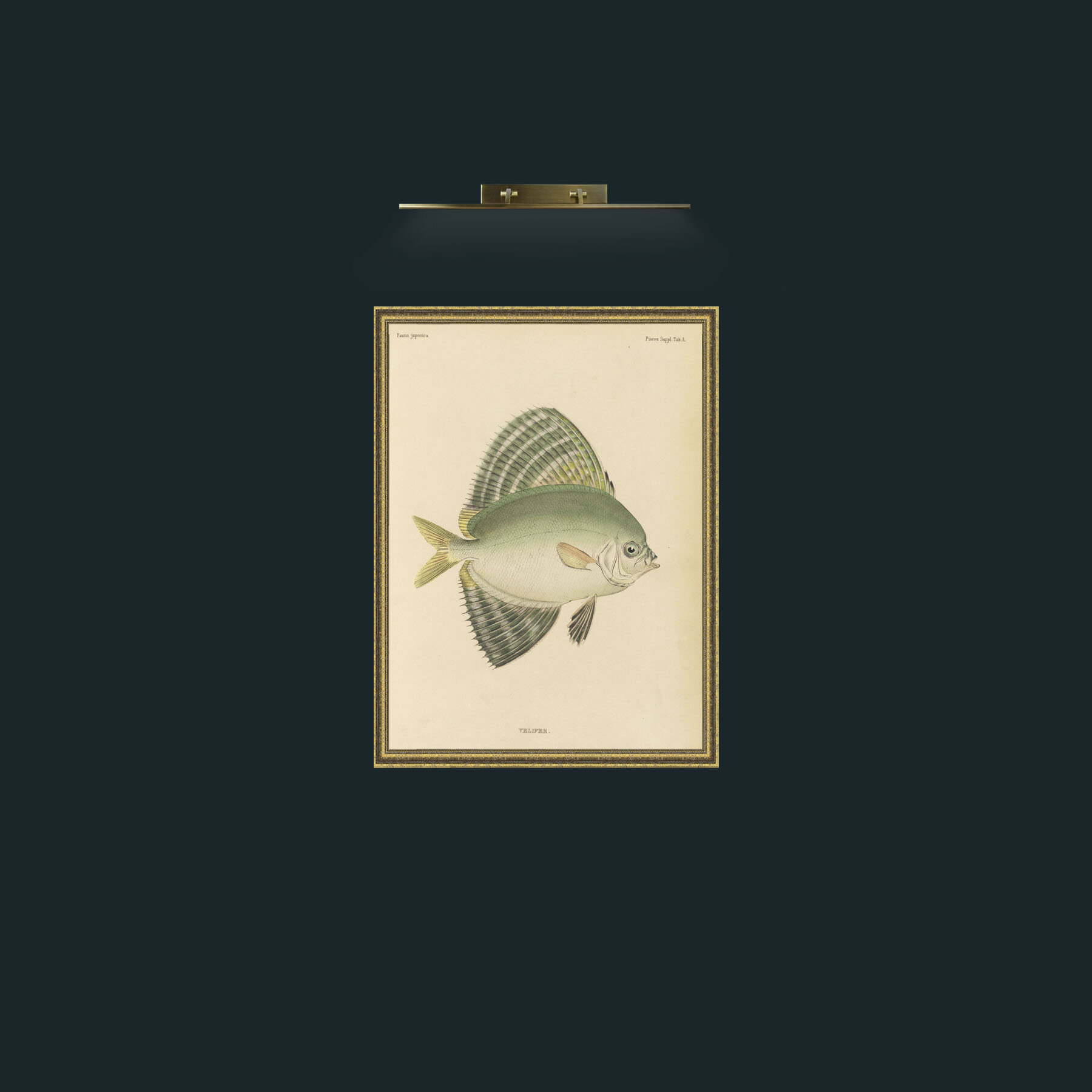Art-Sailfin Velifer.JPG-Frame-1GiltTextured.jpg