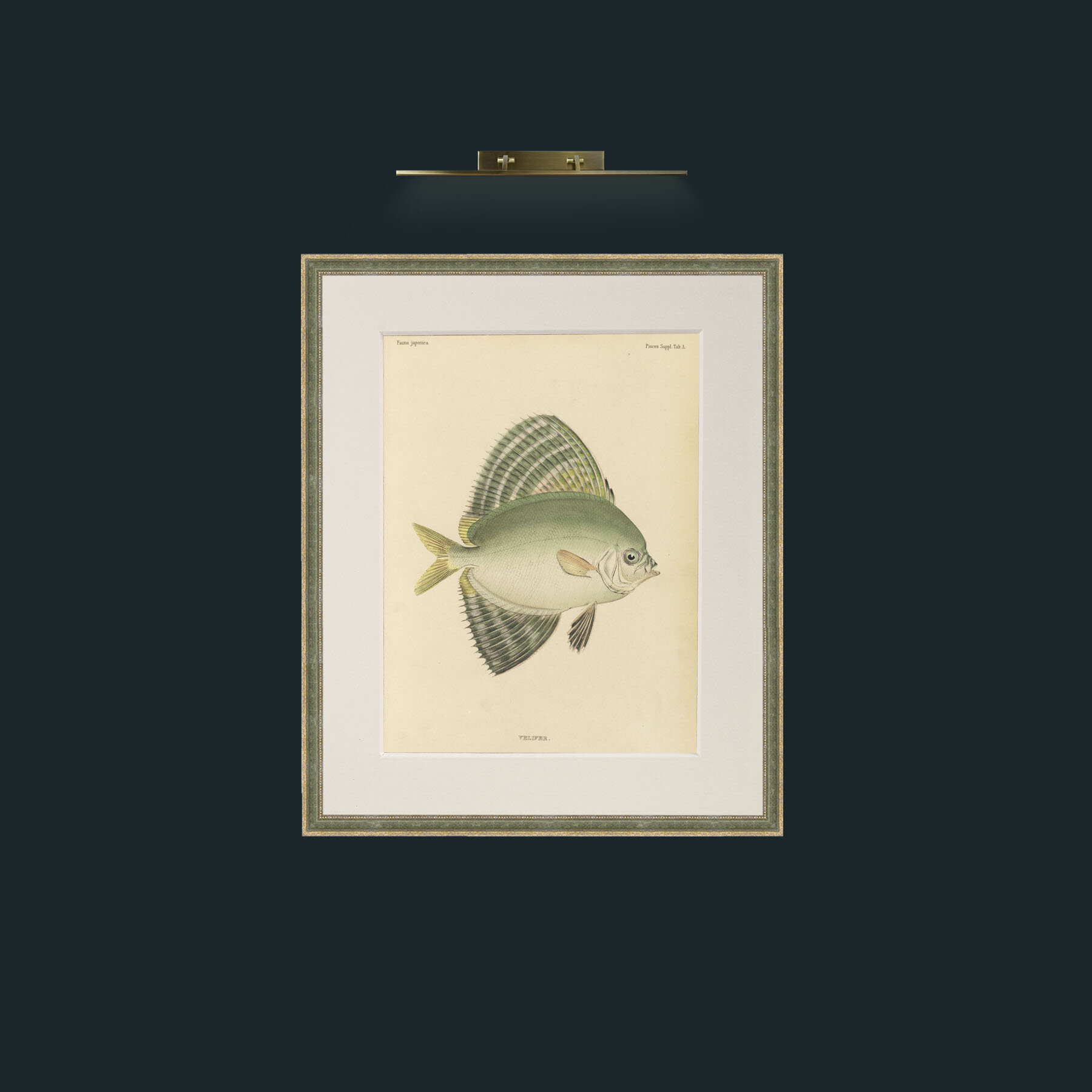 Art-Sailfin Velifer.JPG-Frame-2GreenGilttextured-Mount-1Antique.jpg