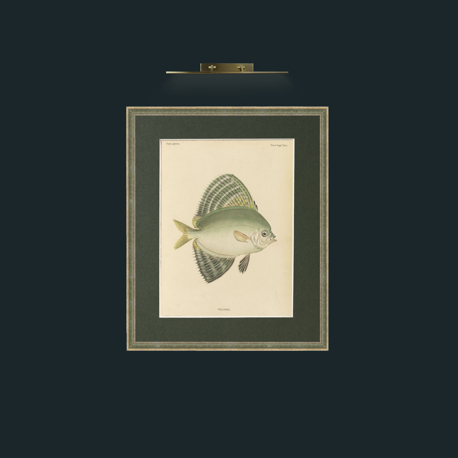 Art-Sailfin Velifer.JPG-Frame-2GreenGilttextured-Mount-2Green.jpg
