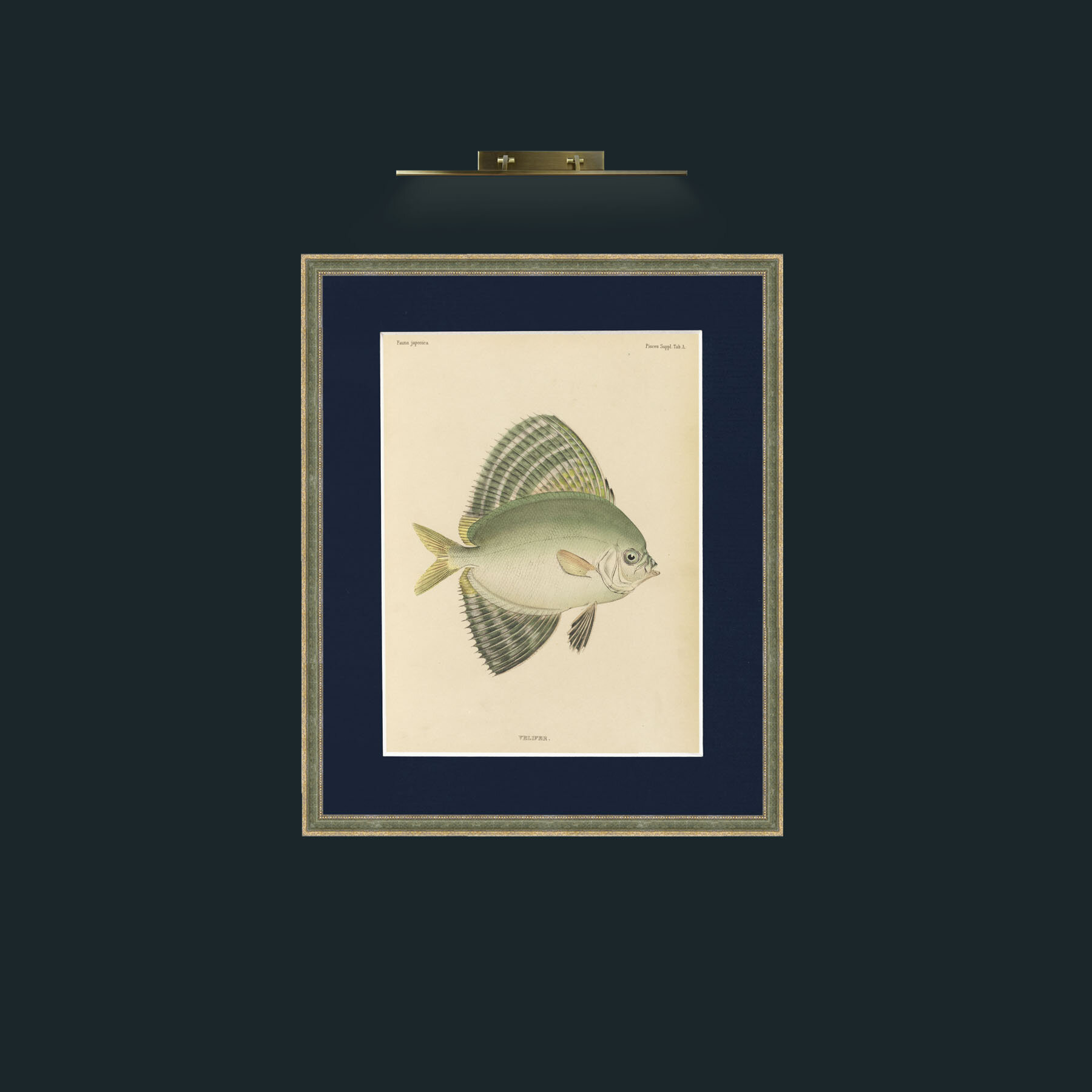 Art-Sailfin Velifer.JPG-Frame-2GreenGilttextured-Mount-3Blue.jpg