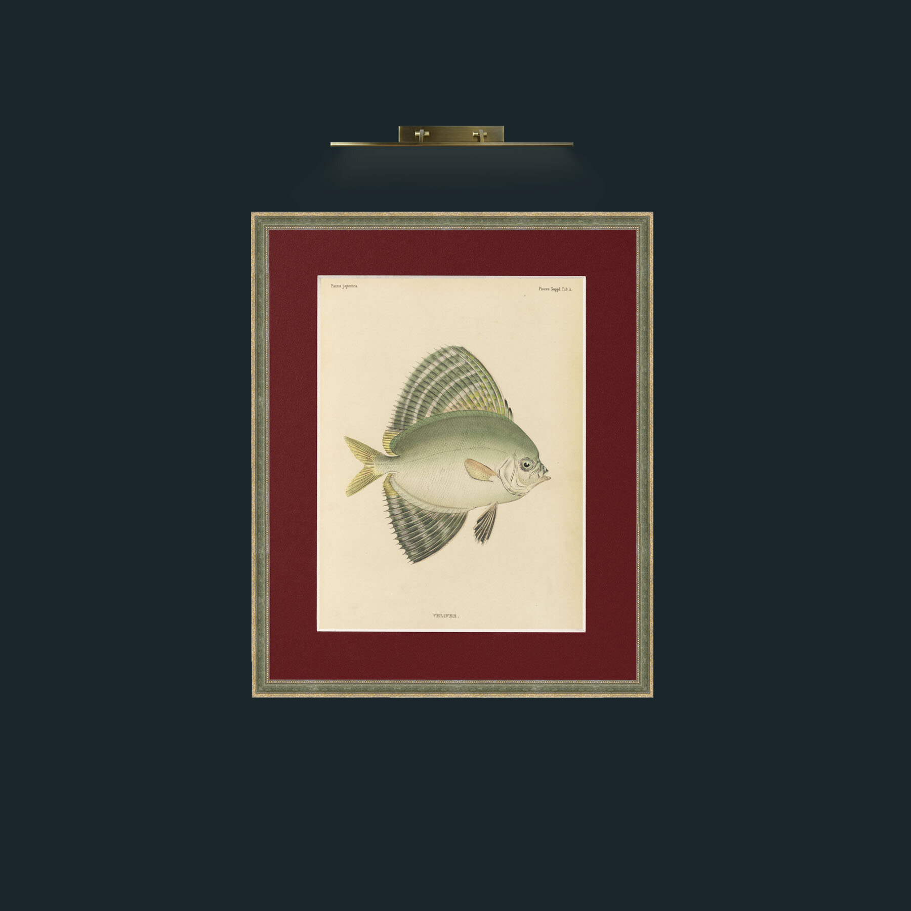 Art-Sailfin Velifer.JPG-Frame-2GreenGilttextured-Mount-4Red.jpg
