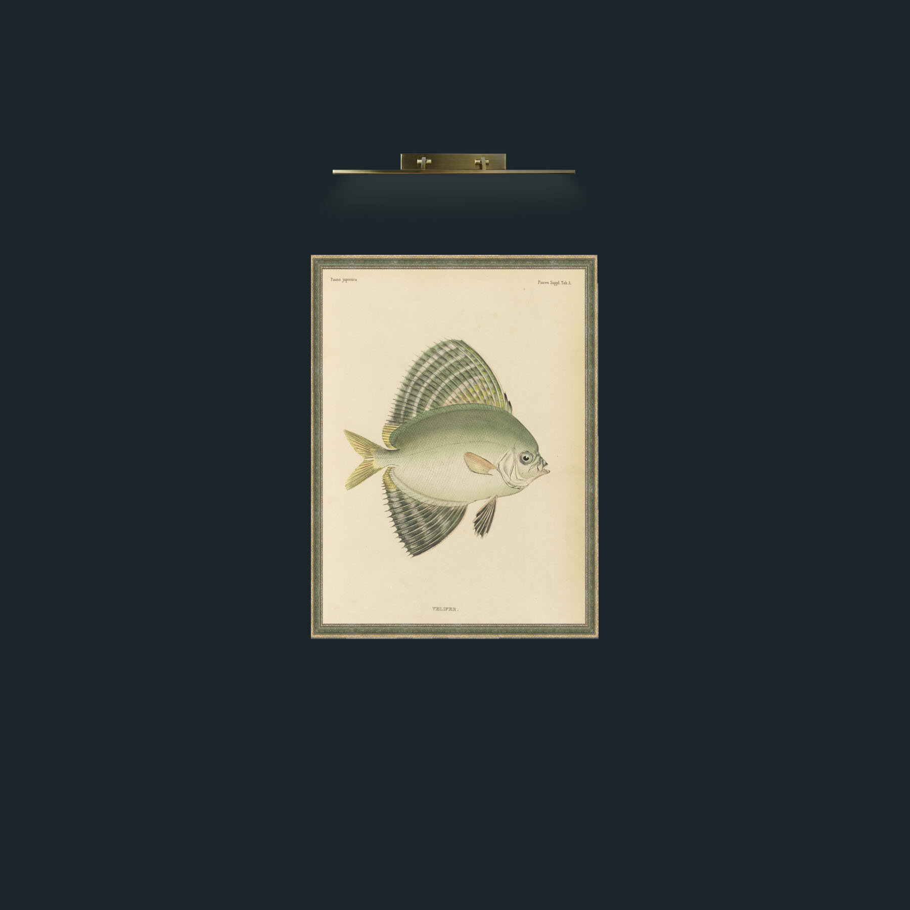 Art-Sailfin Velifer.JPG-Frame-2GreenGilttextured.jpg