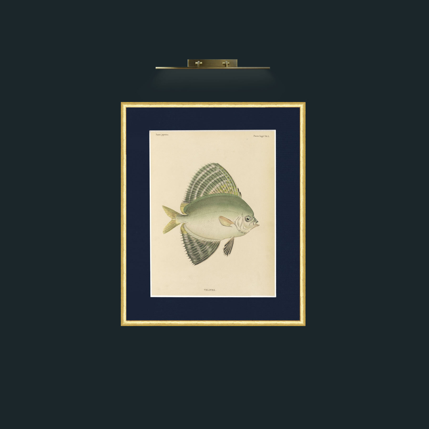 Art-Sailfin Velifer.JPG-Frame-3RoundedGilt-Mount-3Blue.jpg