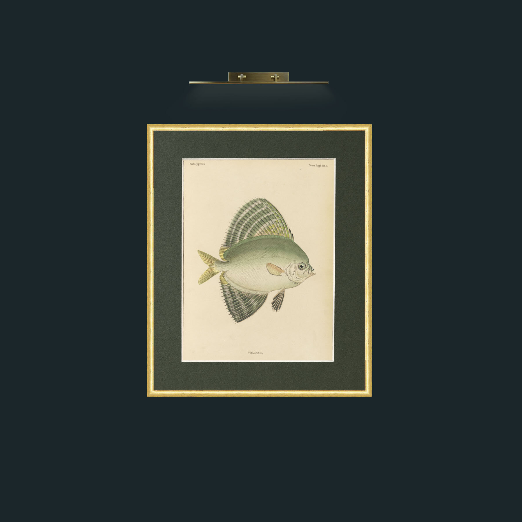 Art-Sailfin Velifer.JPG-Frame-3RoundedGilt-Mount-2Green.jpg