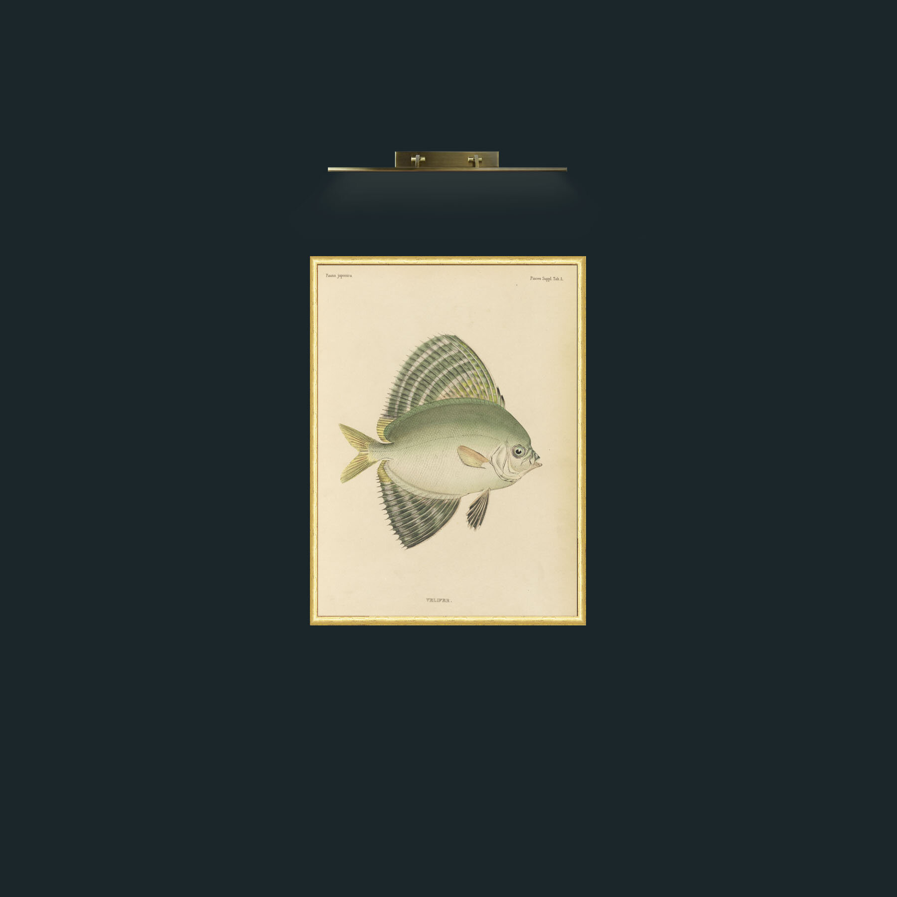 Art-Sailfin Velifer.JPG-Frame-3RoundedGilt.jpg
