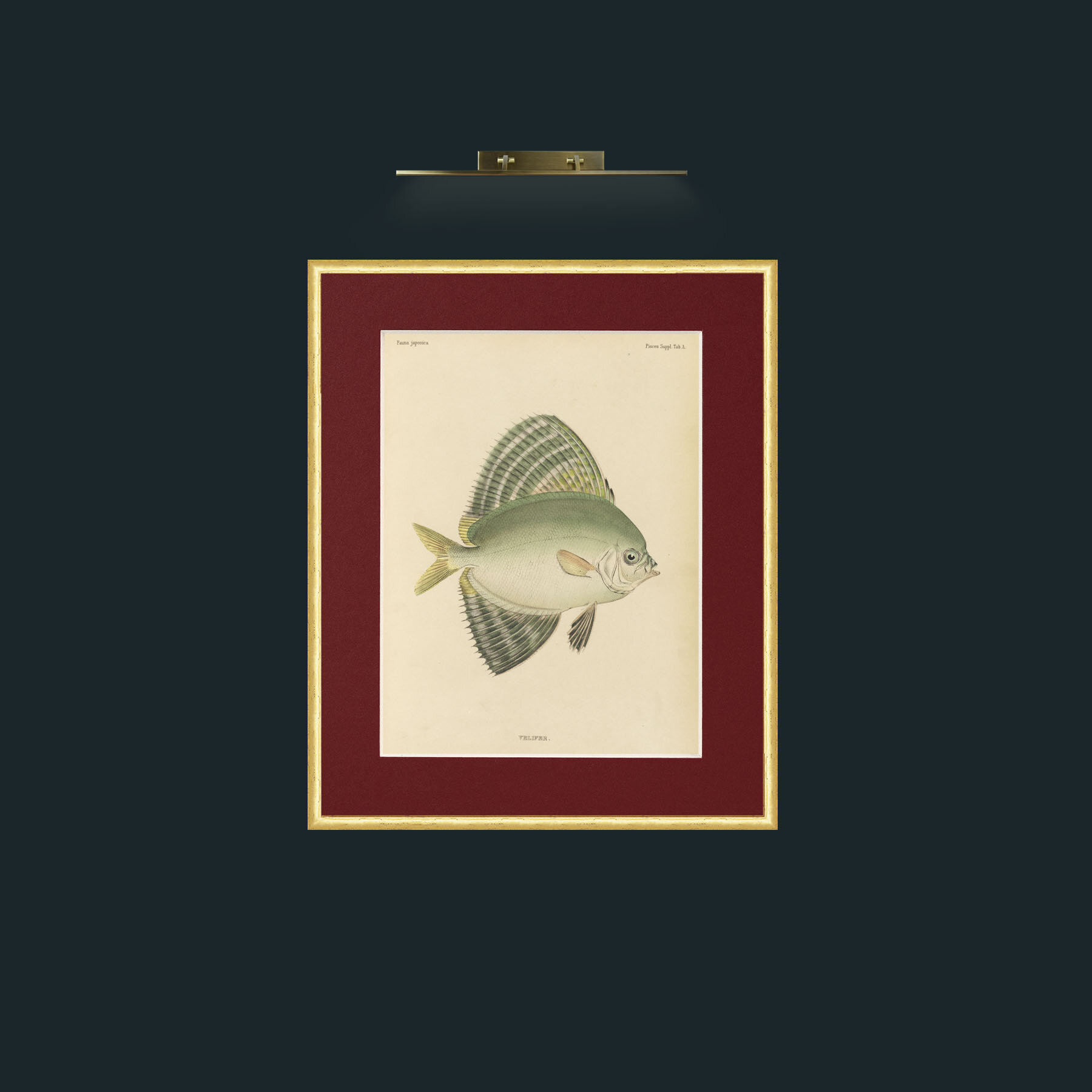 Art-Sailfin Velifer.JPG-Frame-3RoundedGilt-Mount-4Red.jpg