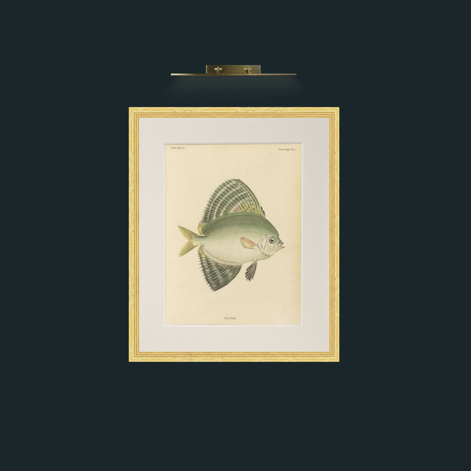 Art-Sailfin Velifer.JPG-Frame-4BevelledGilt-Mount-1Antique.jpg