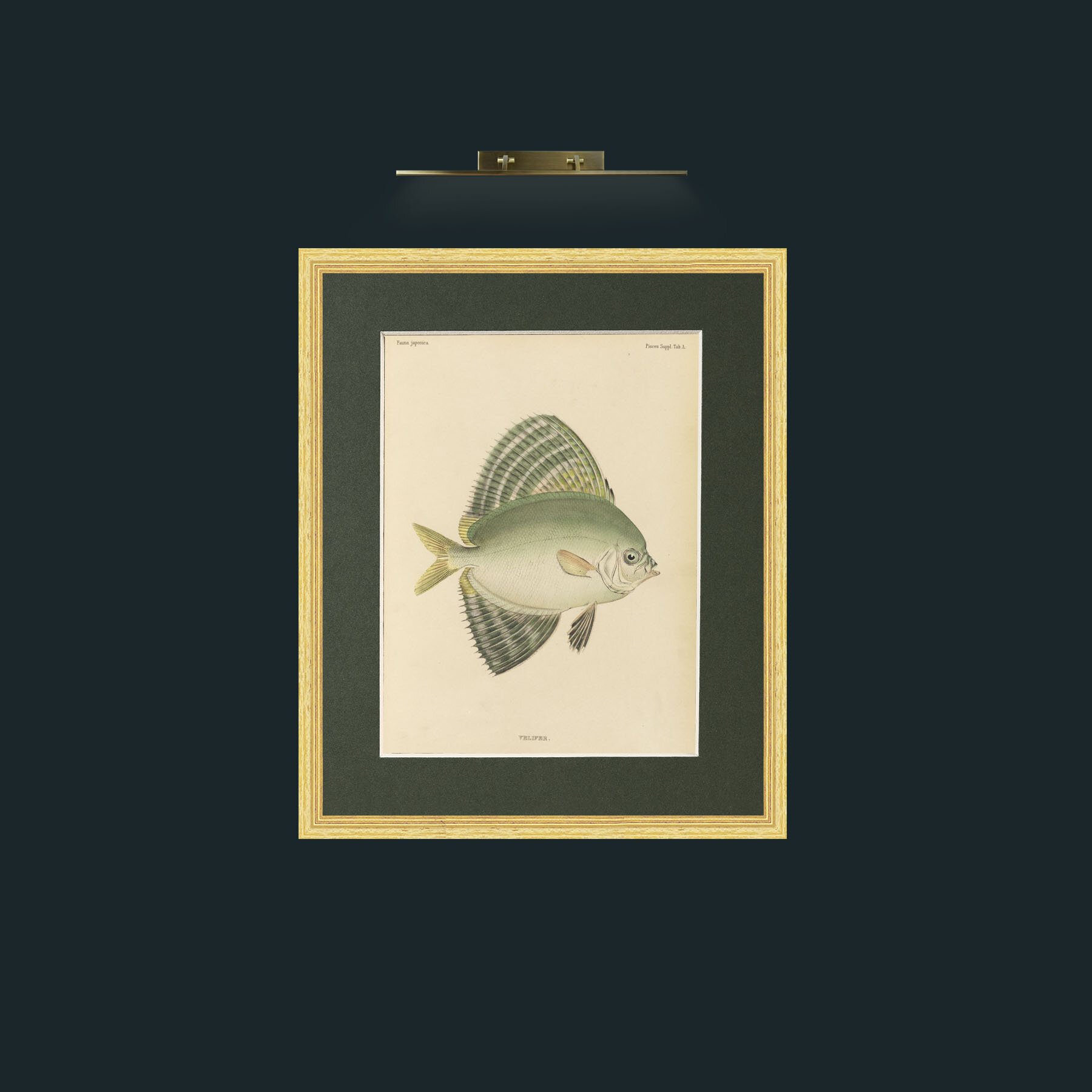 Art-Sailfin Velifer.JPG-Frame-4BevelledGilt-Mount-2Green.jpg