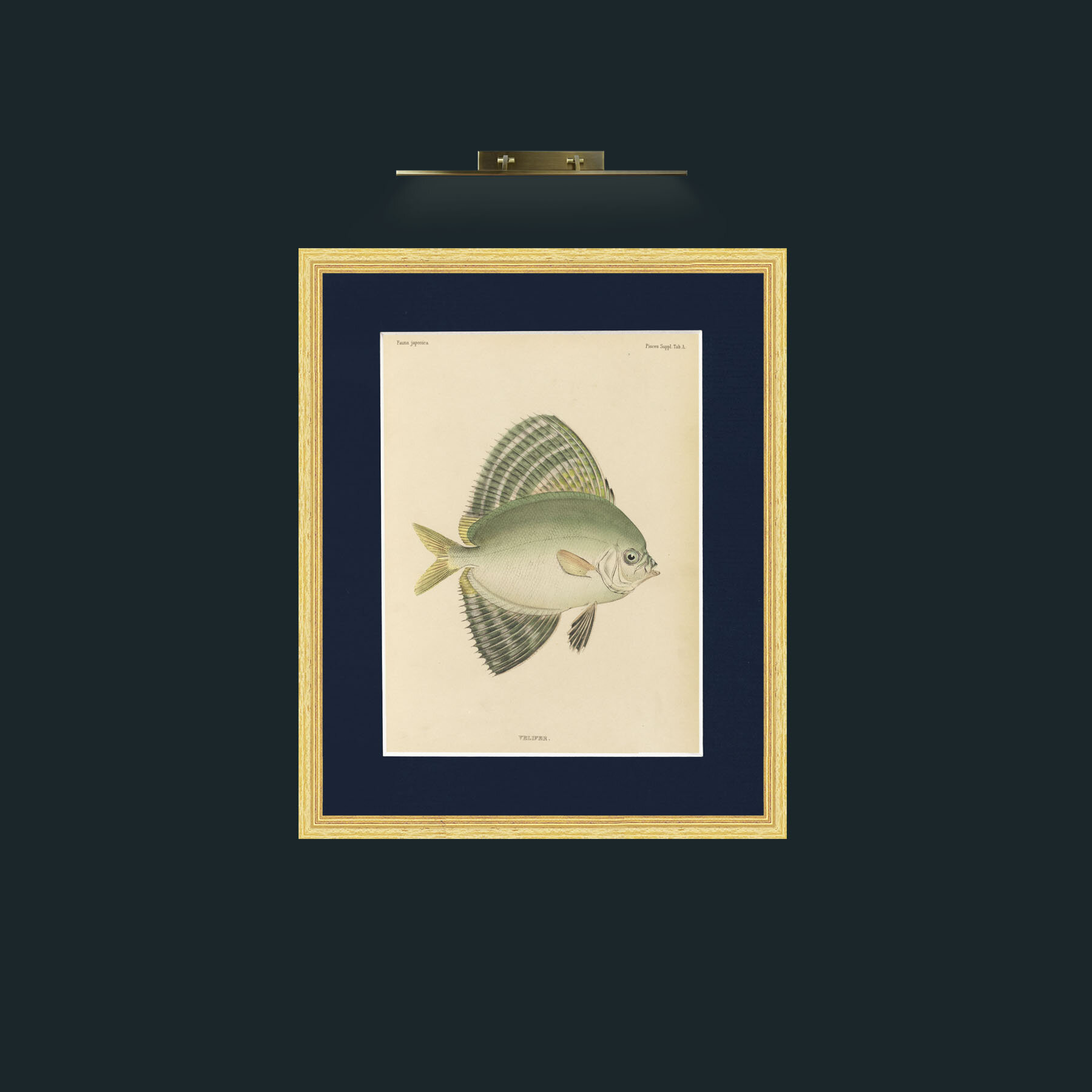 Art-Sailfin Velifer.JPG-Frame-4BevelledGilt-Mount-3Blue.jpg