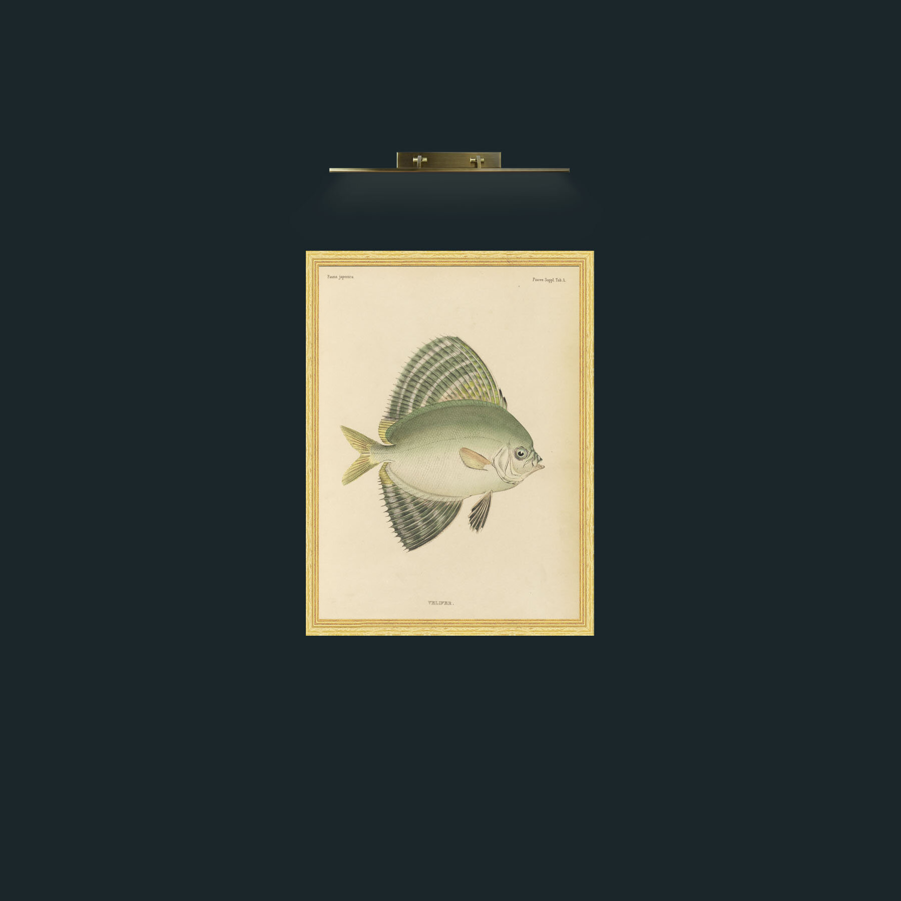 Art-Sailfin Velifer.JPG-Frame-4BevelledGilt.jpg