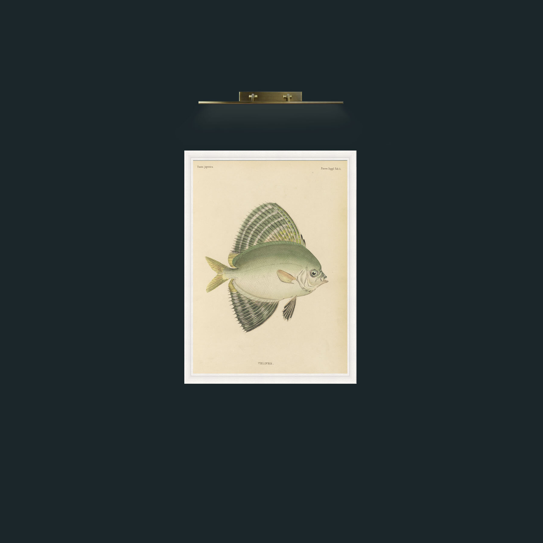 Art-Sailfin Velifer.JPG-Frame-5White.jpg