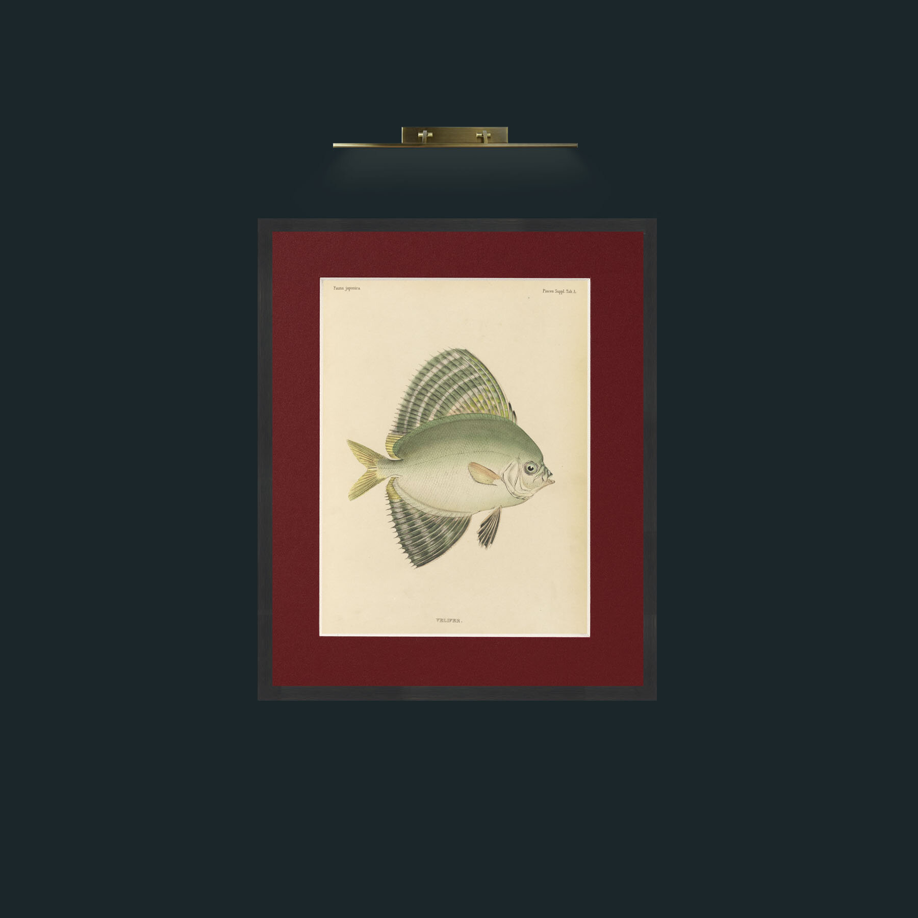Art-Sailfin Velifer.JPG-Frame-7Black-Mount-4Red.jpg