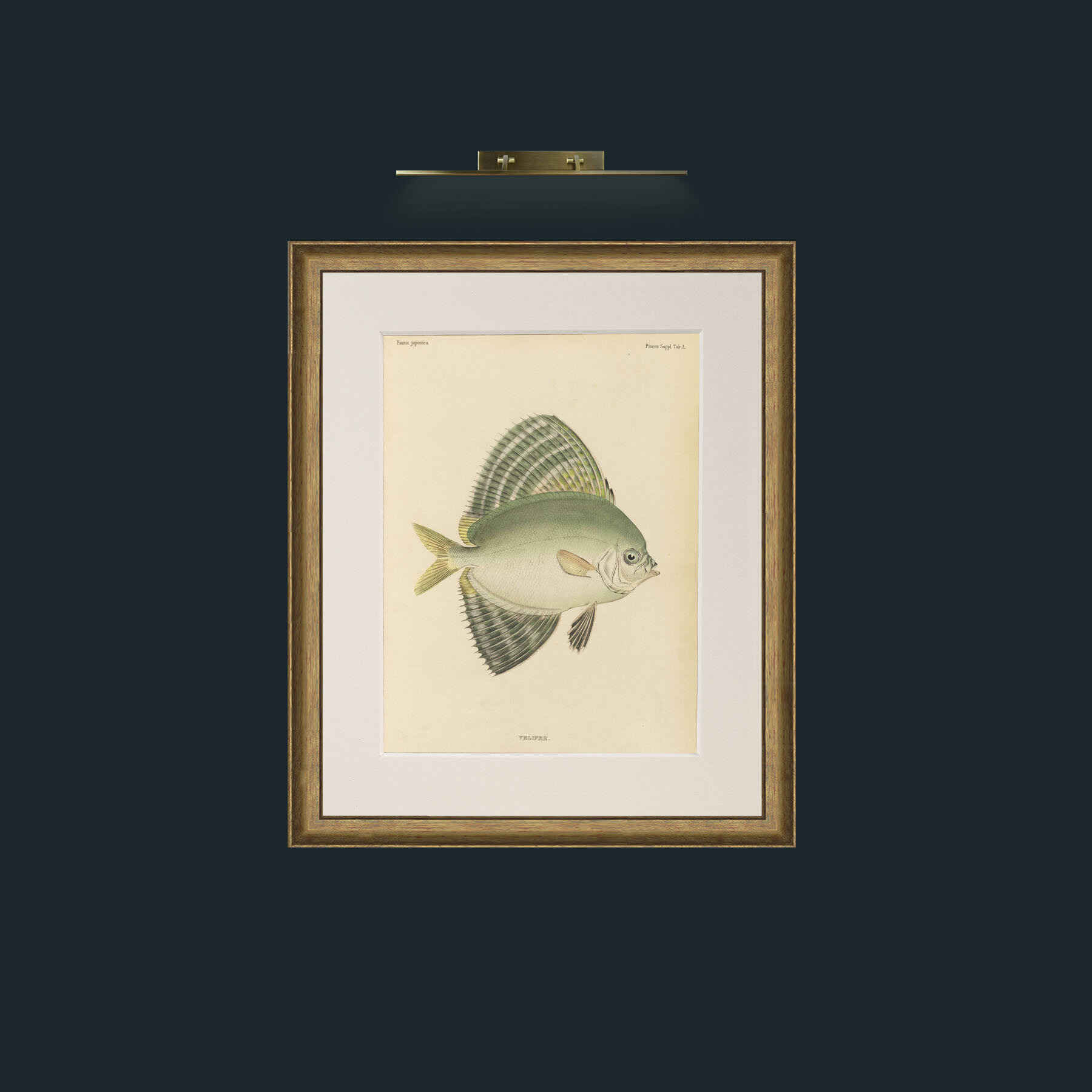 Art-Sailfin Velifer.JPG-Frame-8RedGreenGilt-Mount-1Antique.jpg
