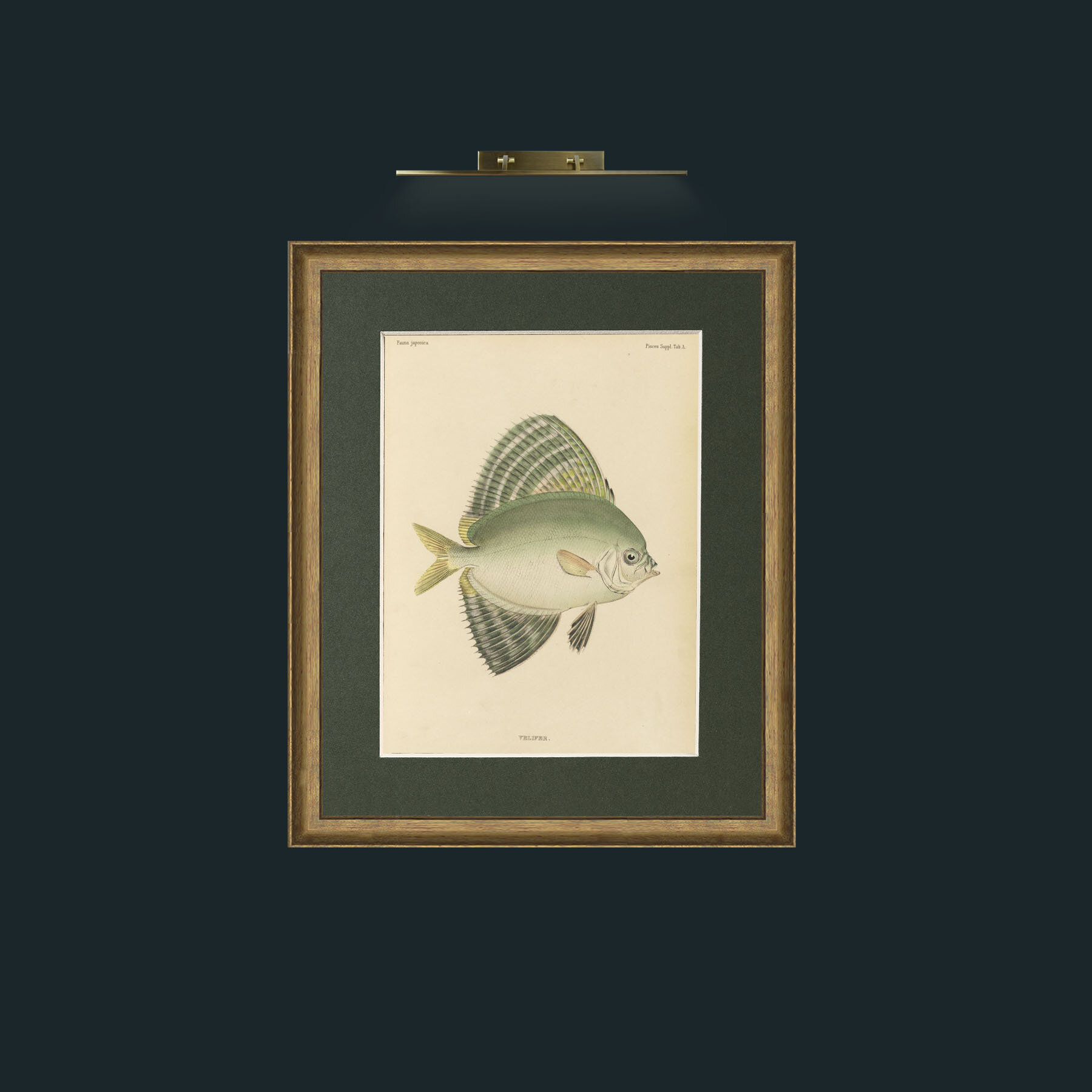 Art-Sailfin Velifer.JPG-Frame-8RedGreenGilt-Mount-2Green.jpg
