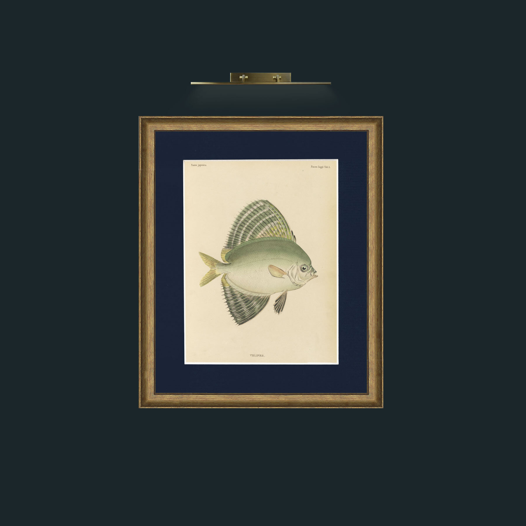 Art-Sailfin Velifer.JPG-Frame-8RedGreenGilt-Mount-3Blue.jpg