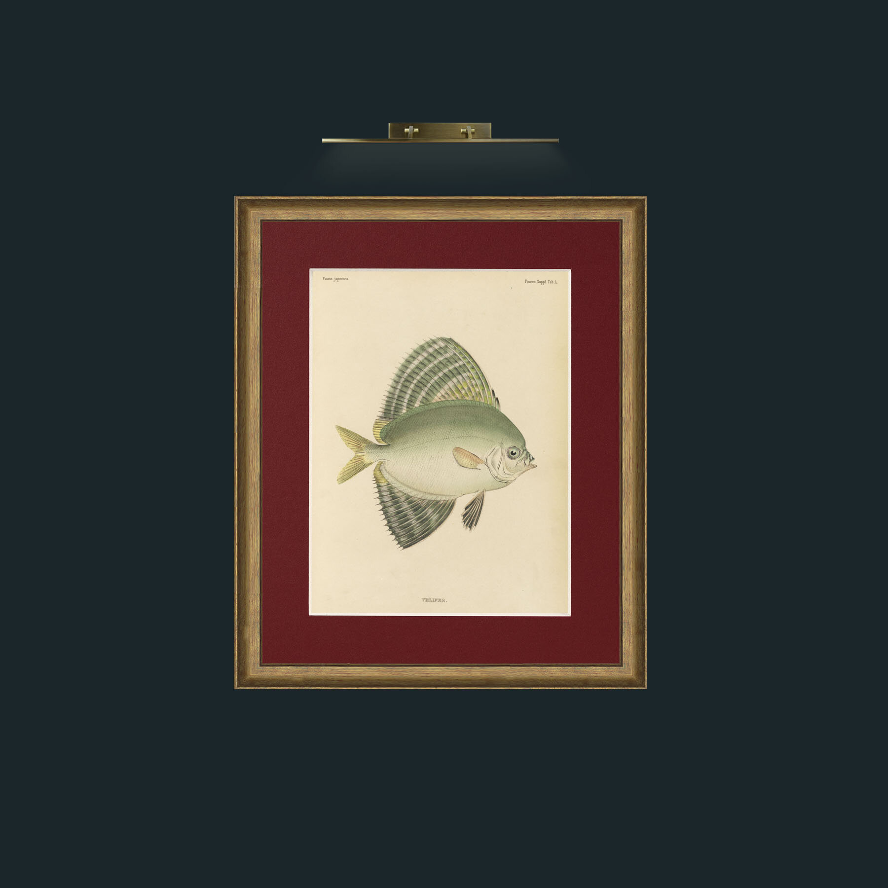 Art-Sailfin Velifer.JPG-Frame-8RedGreenGilt-Mount-4Red.jpg