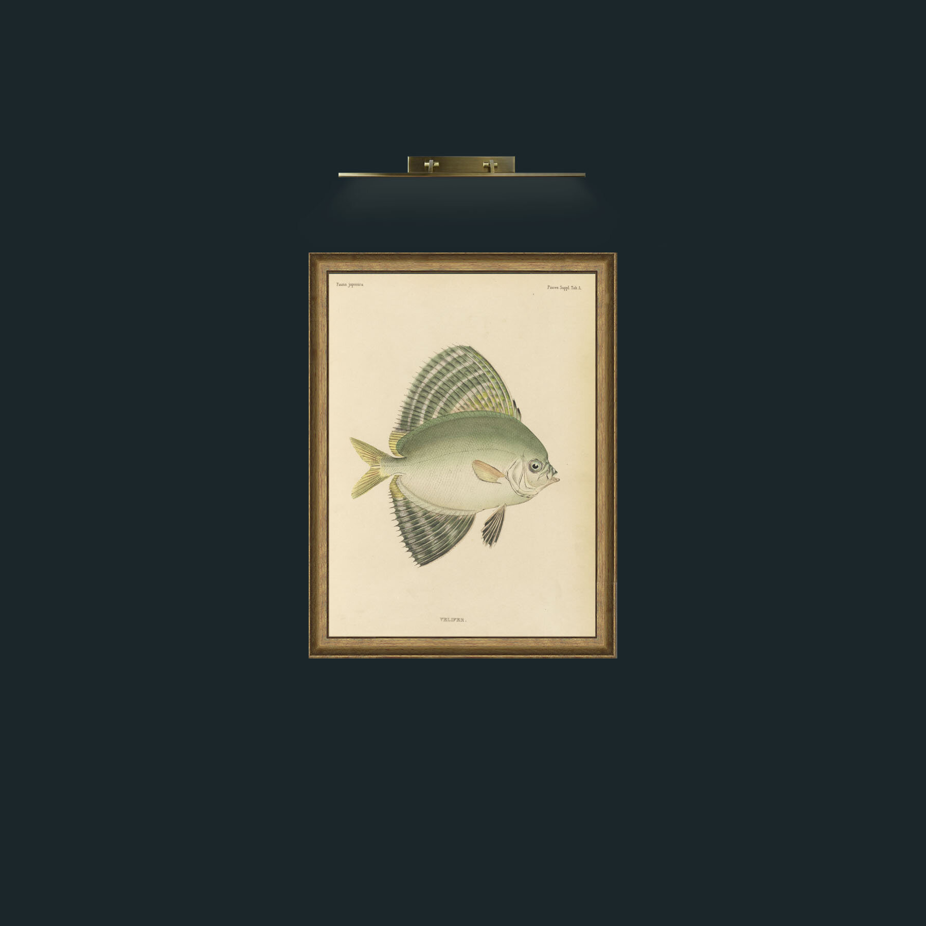 Art-Sailfin Velifer.JPG-Frame-8RedGreenGilt.jpg