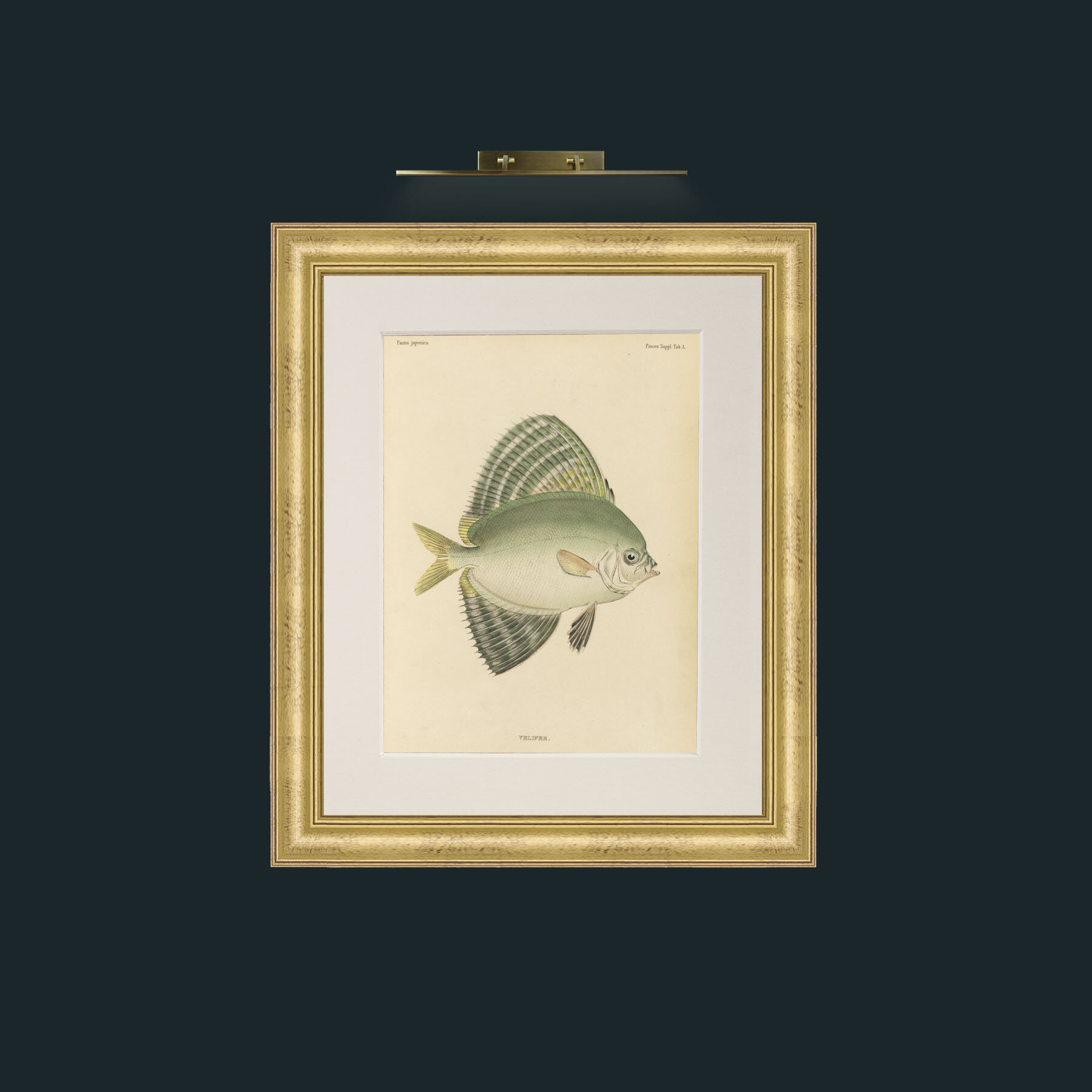 Art-Sailfin Velifer.JPG-Frame-9WideGilt-Mount-1Antique.jpg