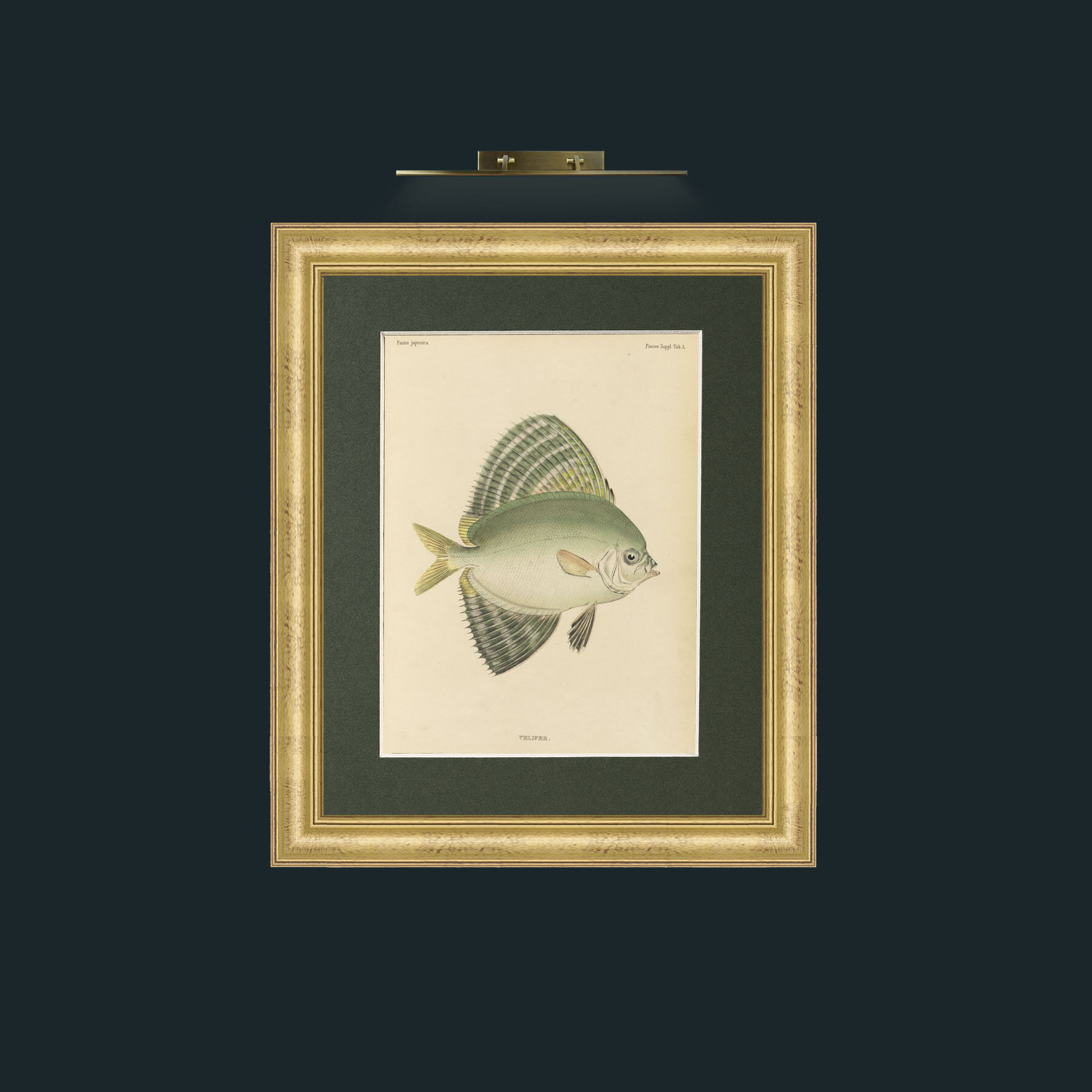 Art-Sailfin Velifer.JPG-Frame-9WideGilt-Mount-2Green.jpg