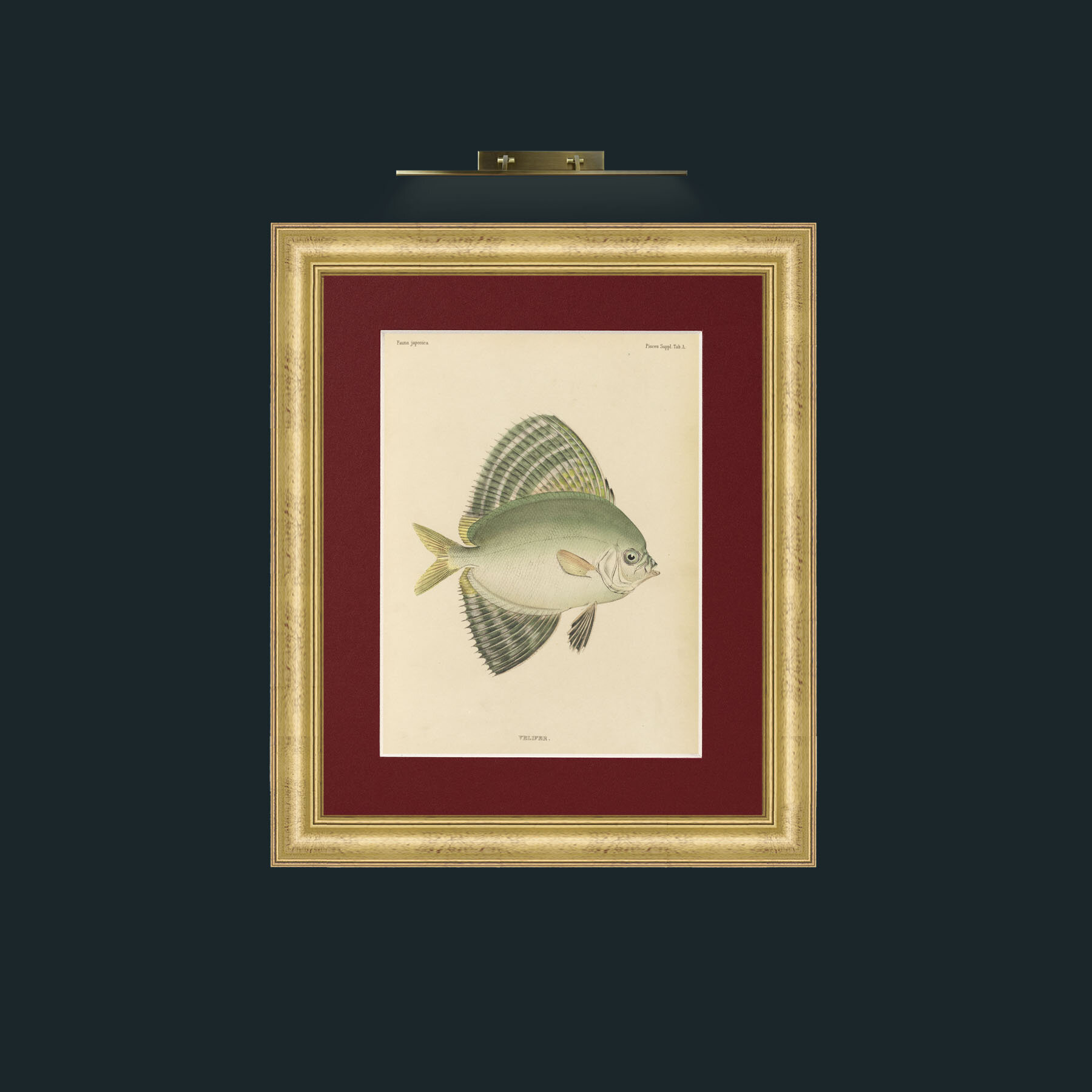 Art-Sailfin Velifer.JPG-Frame-9WideGilt-Mount-4Red.jpg