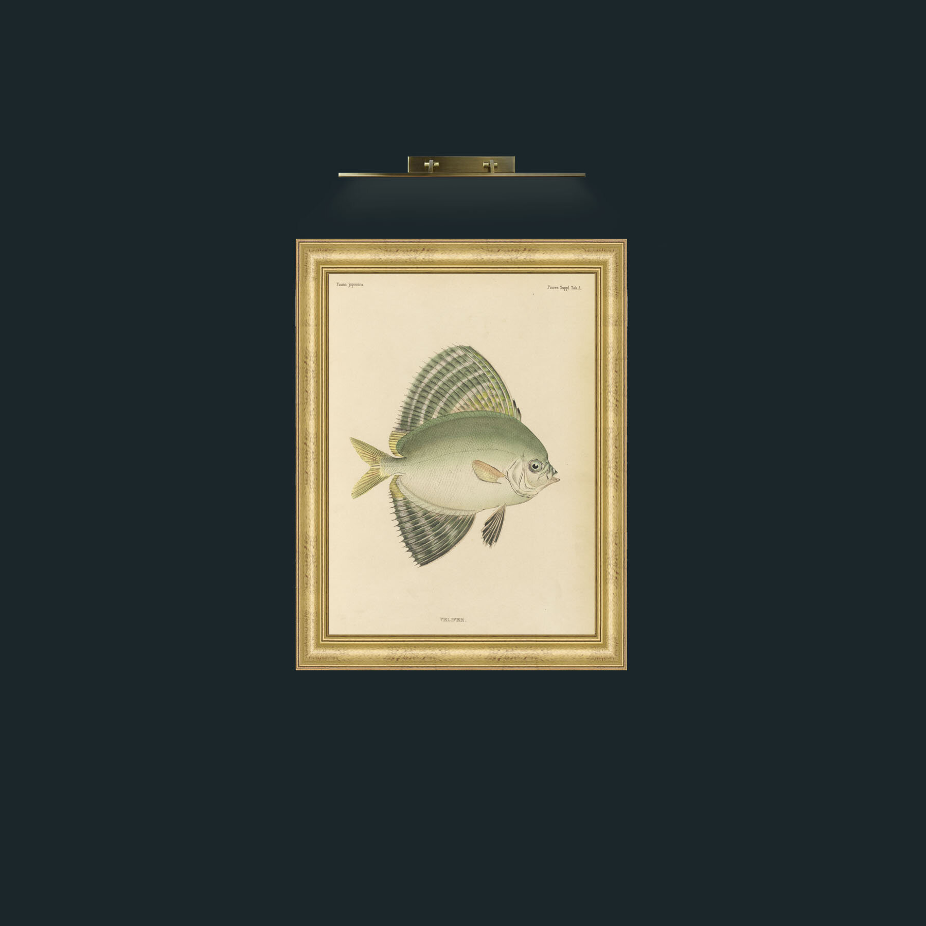 Art-Sailfin Velifer.JPG-Frame-9WideGilt.jpg