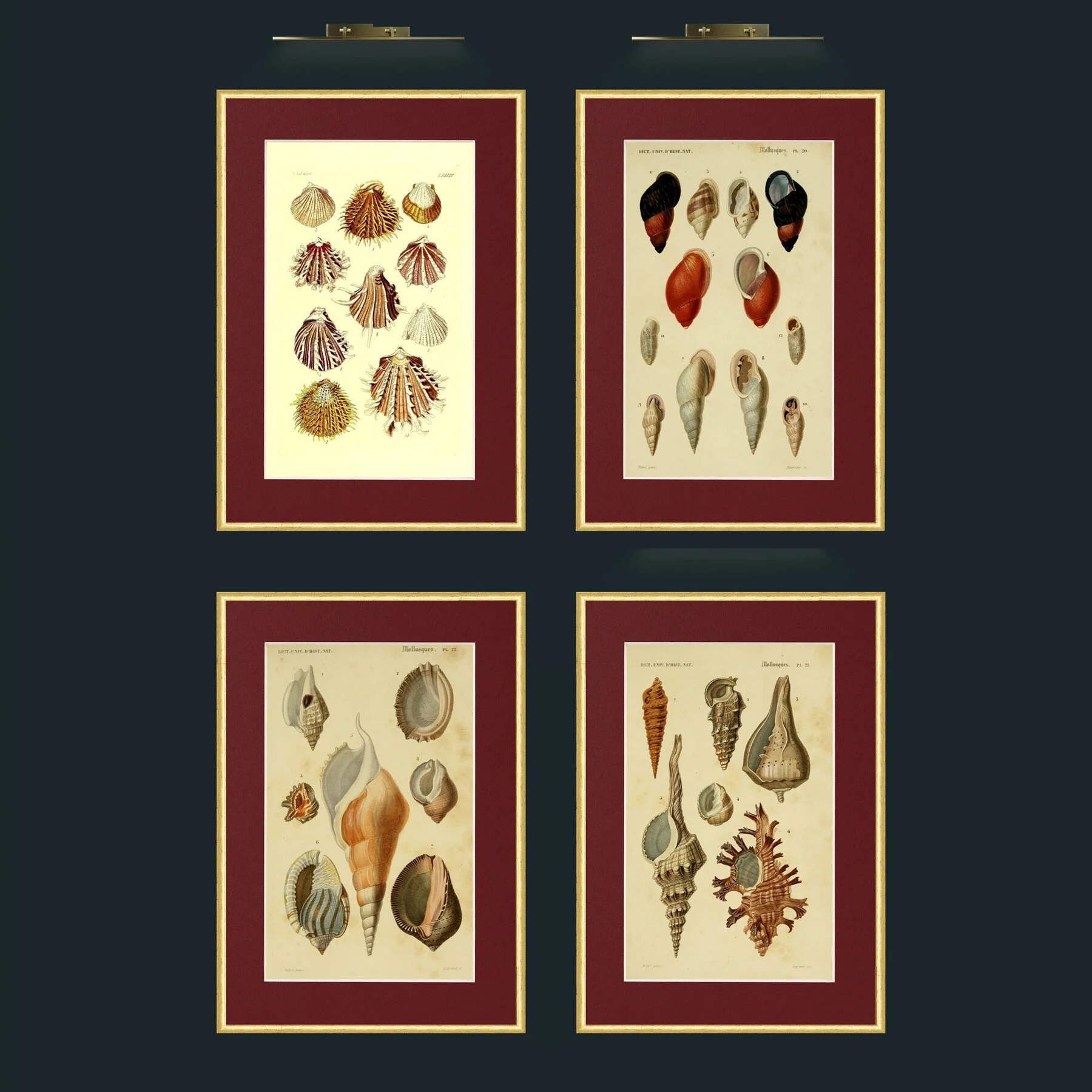 Shell Collection.jpg