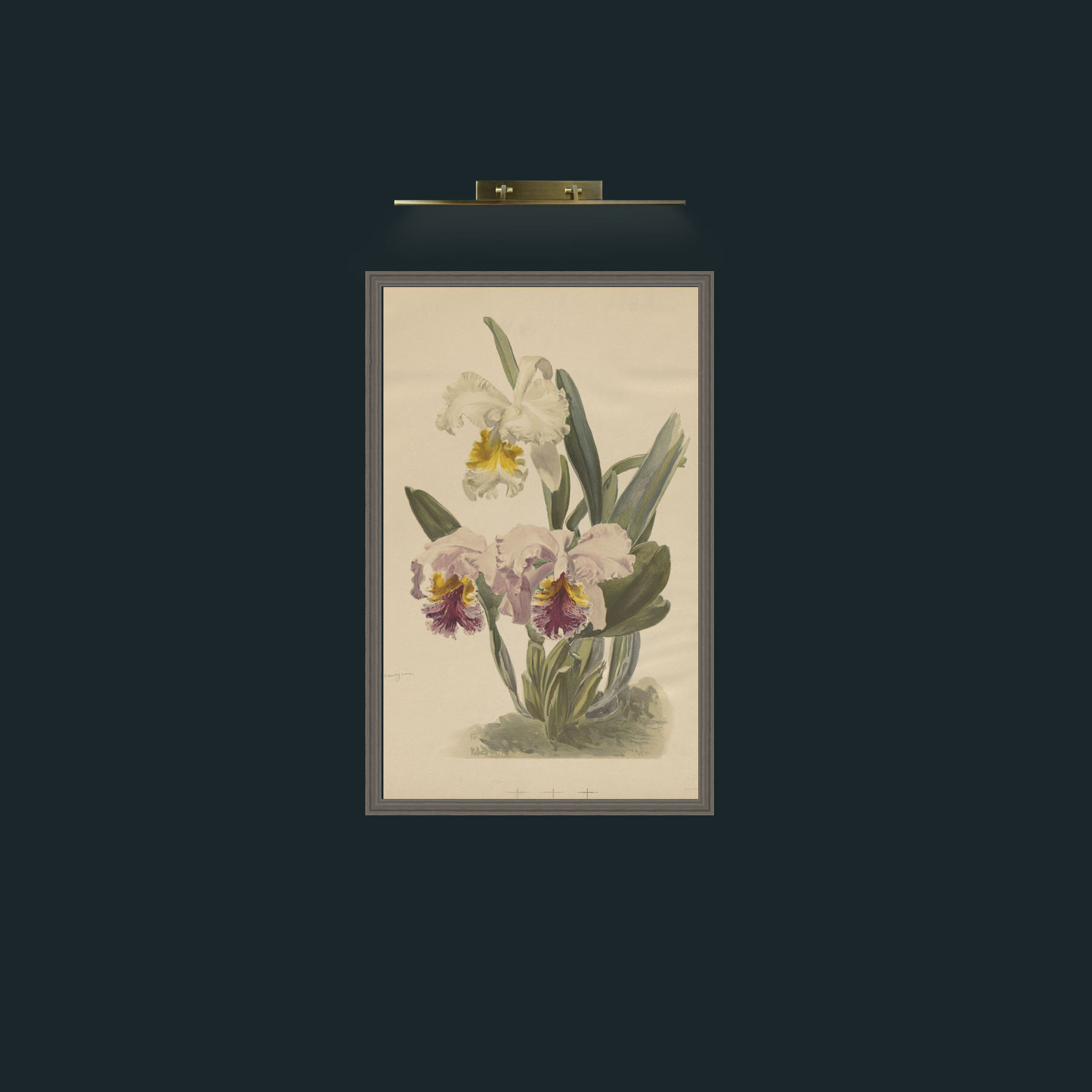 Art-reichenbachia00sand_0004.JPG-Frame-6Grey.jpg