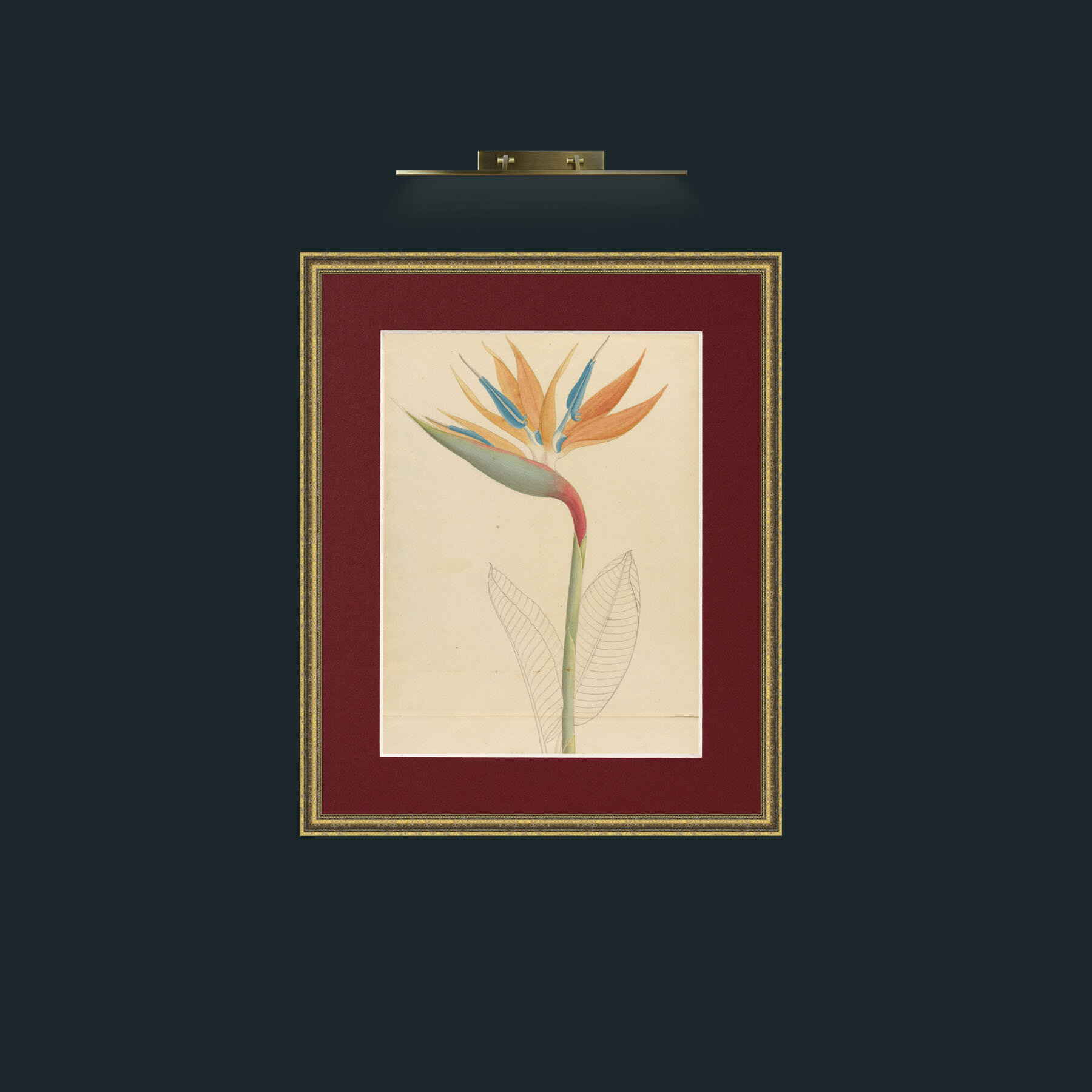 Art-drawingsplantsc00wehd_0011.JPG-Frame-1GiltTextured-Mount-4Red.jpg
