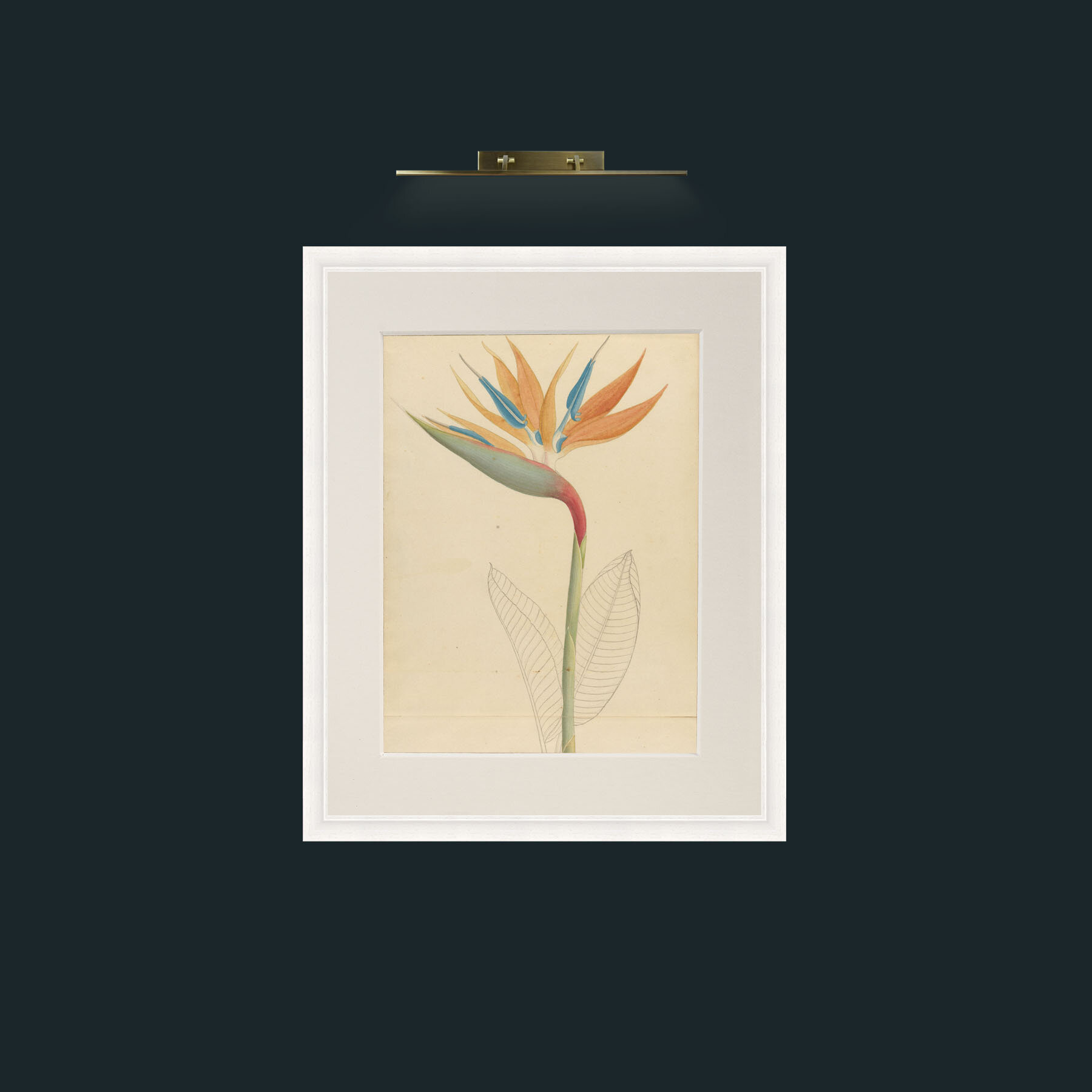 Art-drawingsplantsc00wehd_0011.JPG-Frame-5White-Mount-1Antique.jpg
