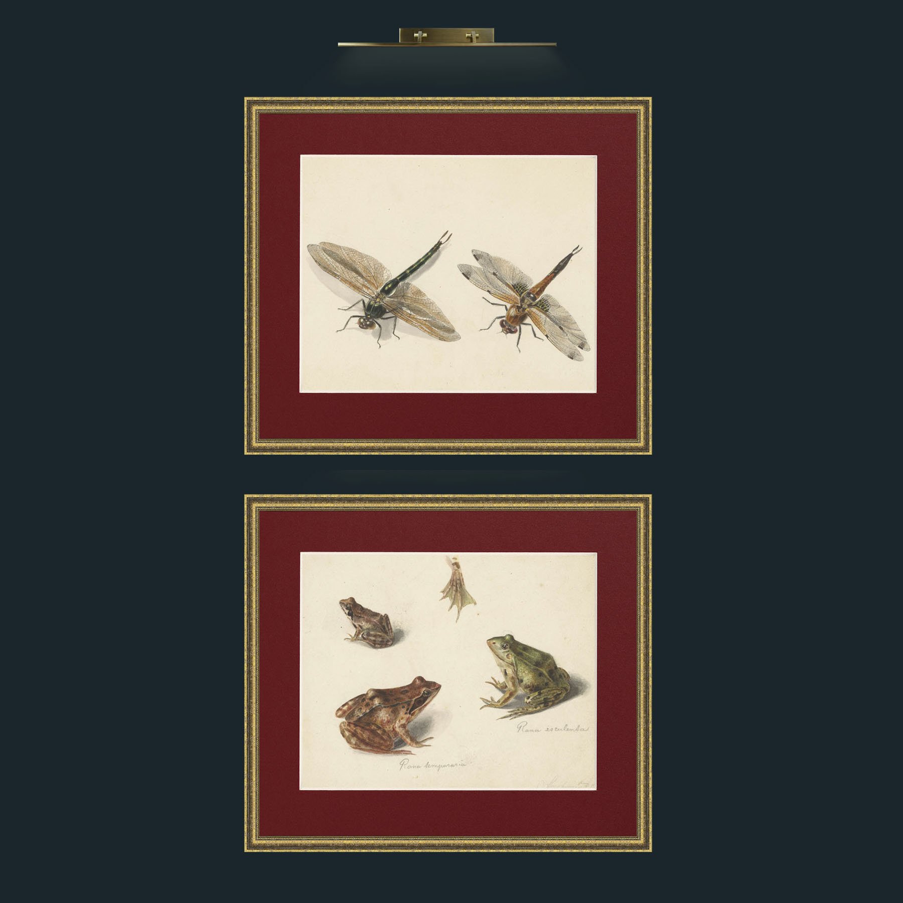 Frogs-and-Dragonflies-art-print-4x5.jpg