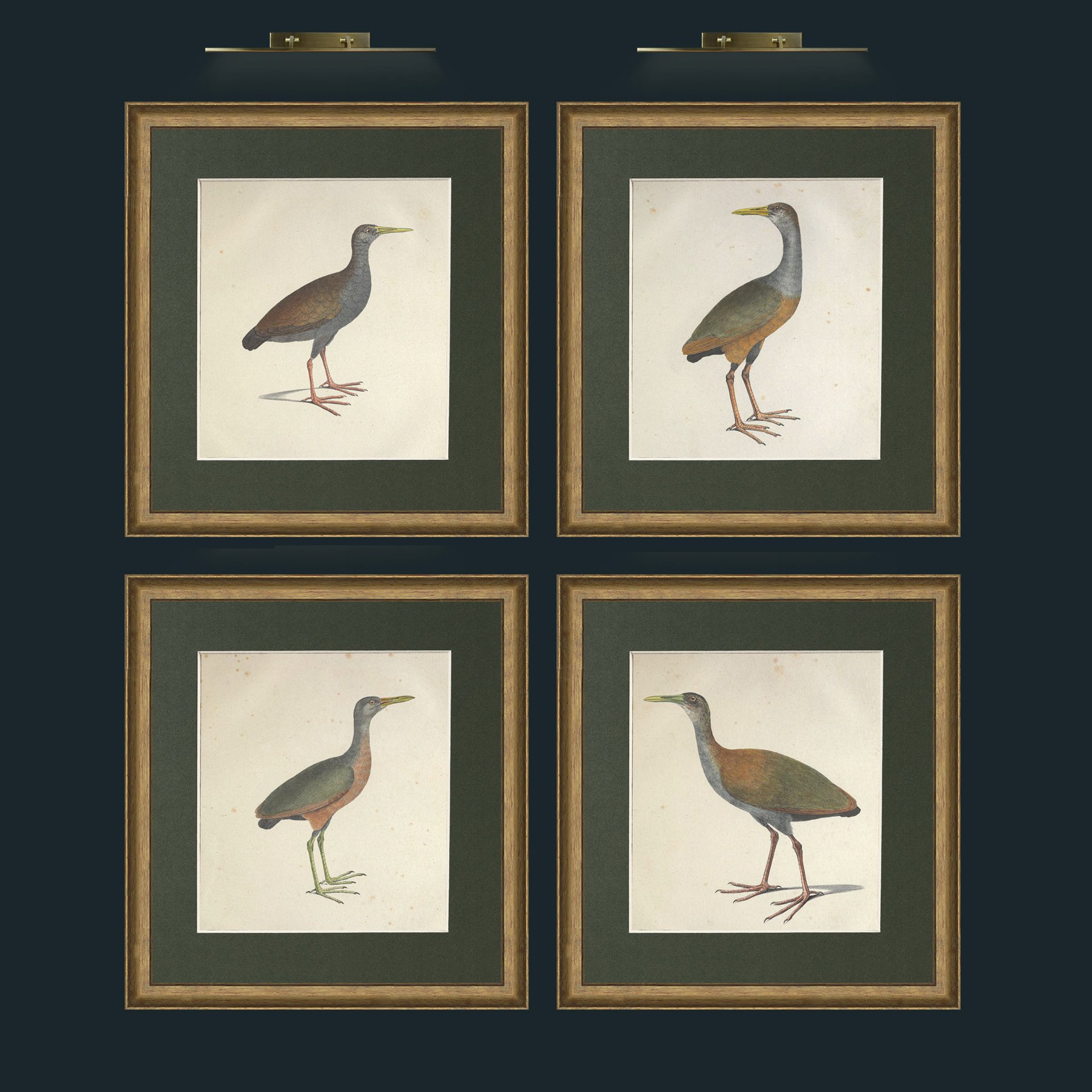 Gallinula Set.jpg