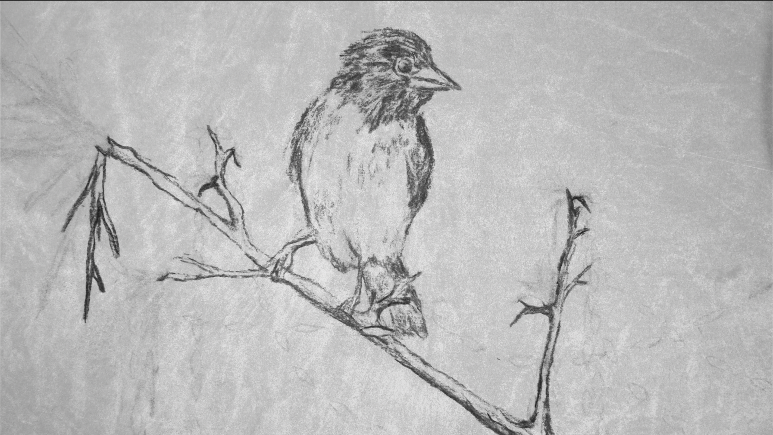 Feeding Birds still 4.PNG