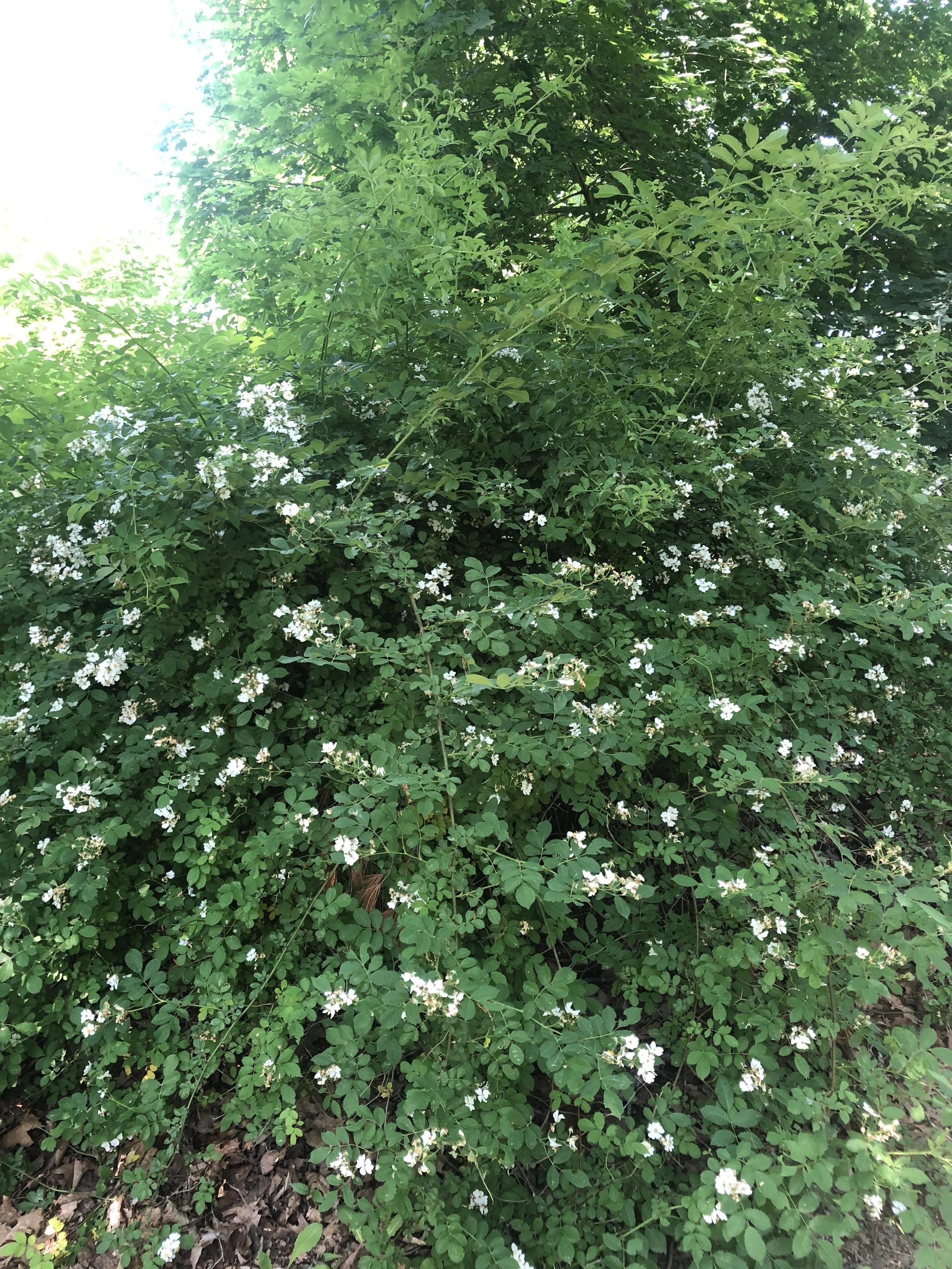 Invasive Plants of Midcoast Maine
