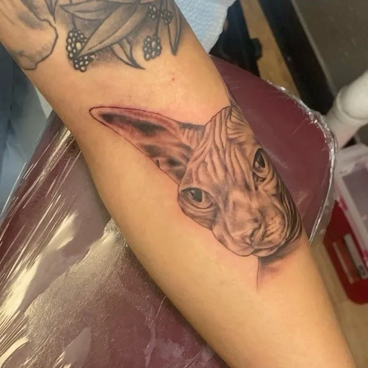 Had a hard time getting a photo of this one but here&rsquo;s a video!

Kitty portrait of the wonderful Ozymandias! For @anna_mazing1 thank you so much for letting me do such an important piece! Love chatting with you! 

#tattoo #tattoodesign #art #ar