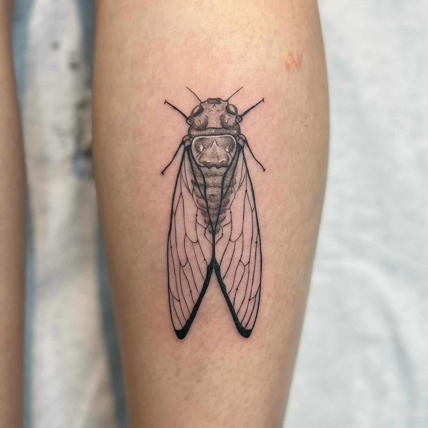 Jessie came in as a walk-in and wanted the Cicada from my bug flash that I had yet to tattoo!
-
I am available for flash and custom designs, DM me to book
