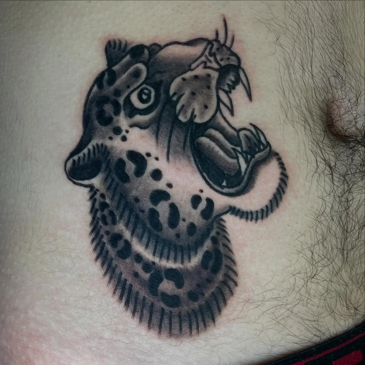 First large coil tatt!!! Carl wanted a snow leopard to match the tiger I did last year and I had so much fun drawing and making it!! Def learned a few things walking myself through the process using my coil machines but I can&rsquo;t wait to progress
