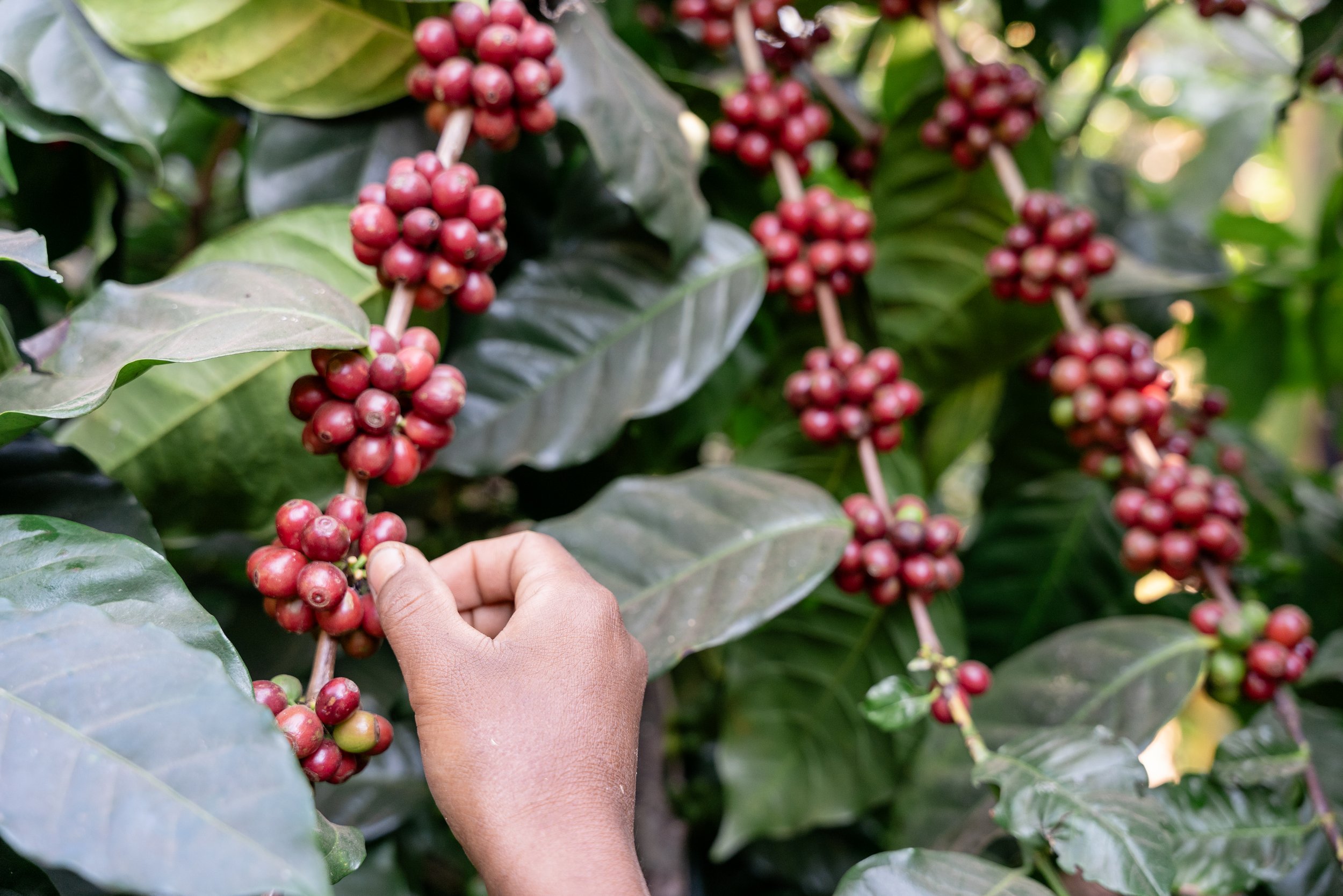 Catuai cherries ready for harvest.jpg
