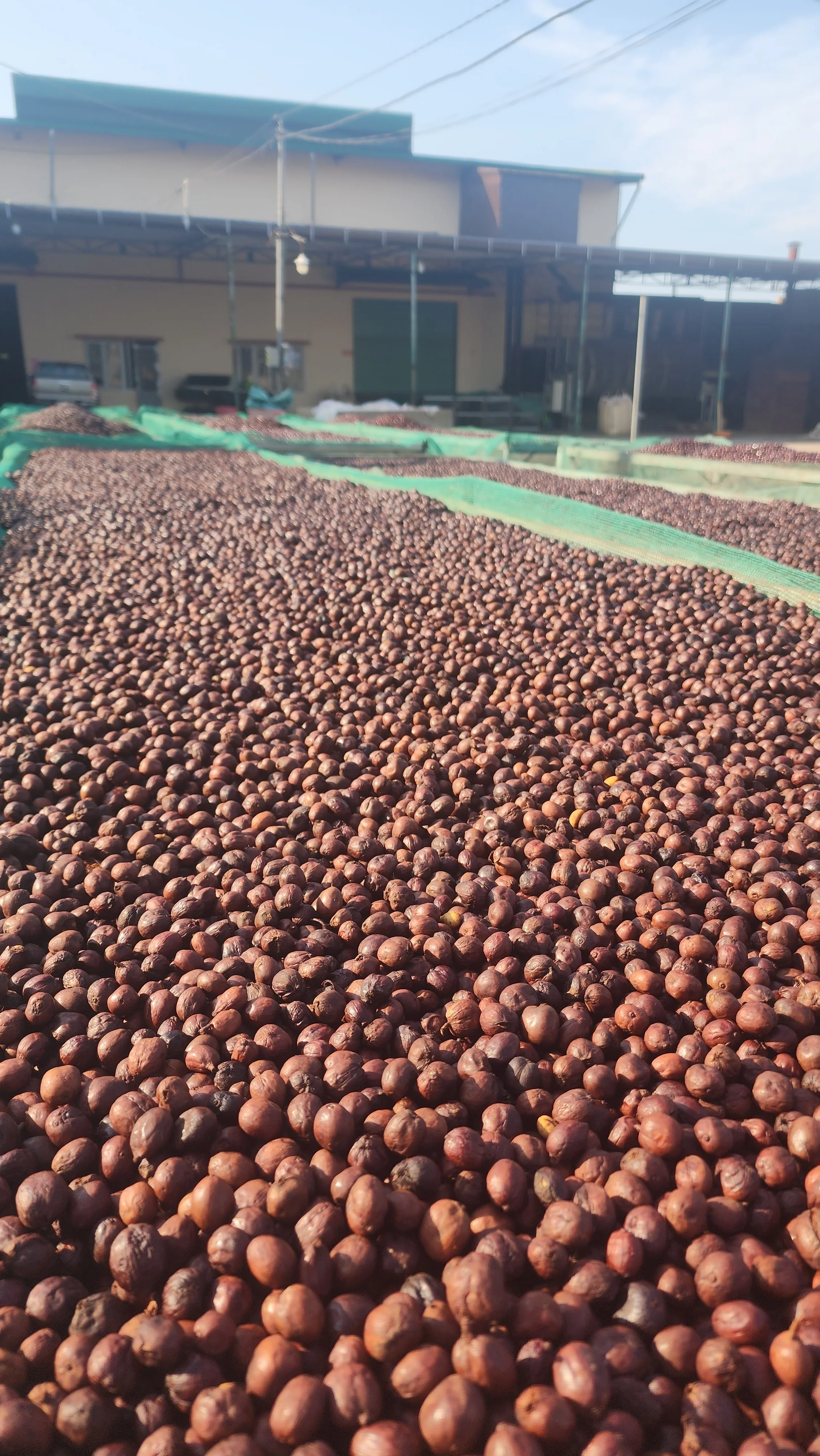 GREAT CHERRY PIC 3.jpg