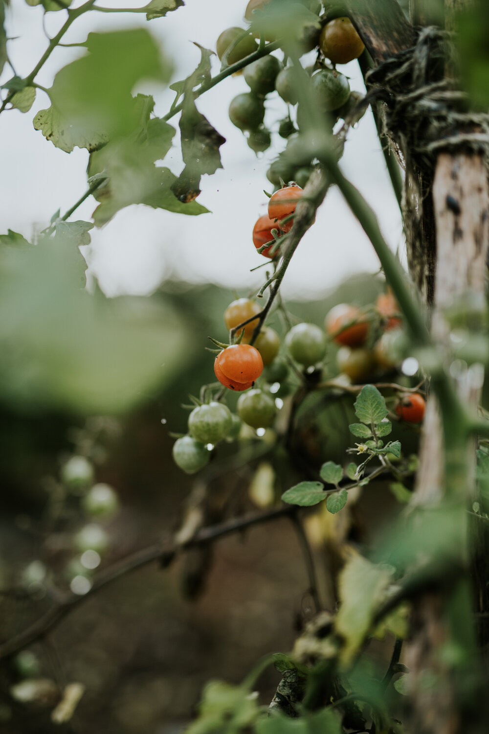 green cherry tomato relish recipes